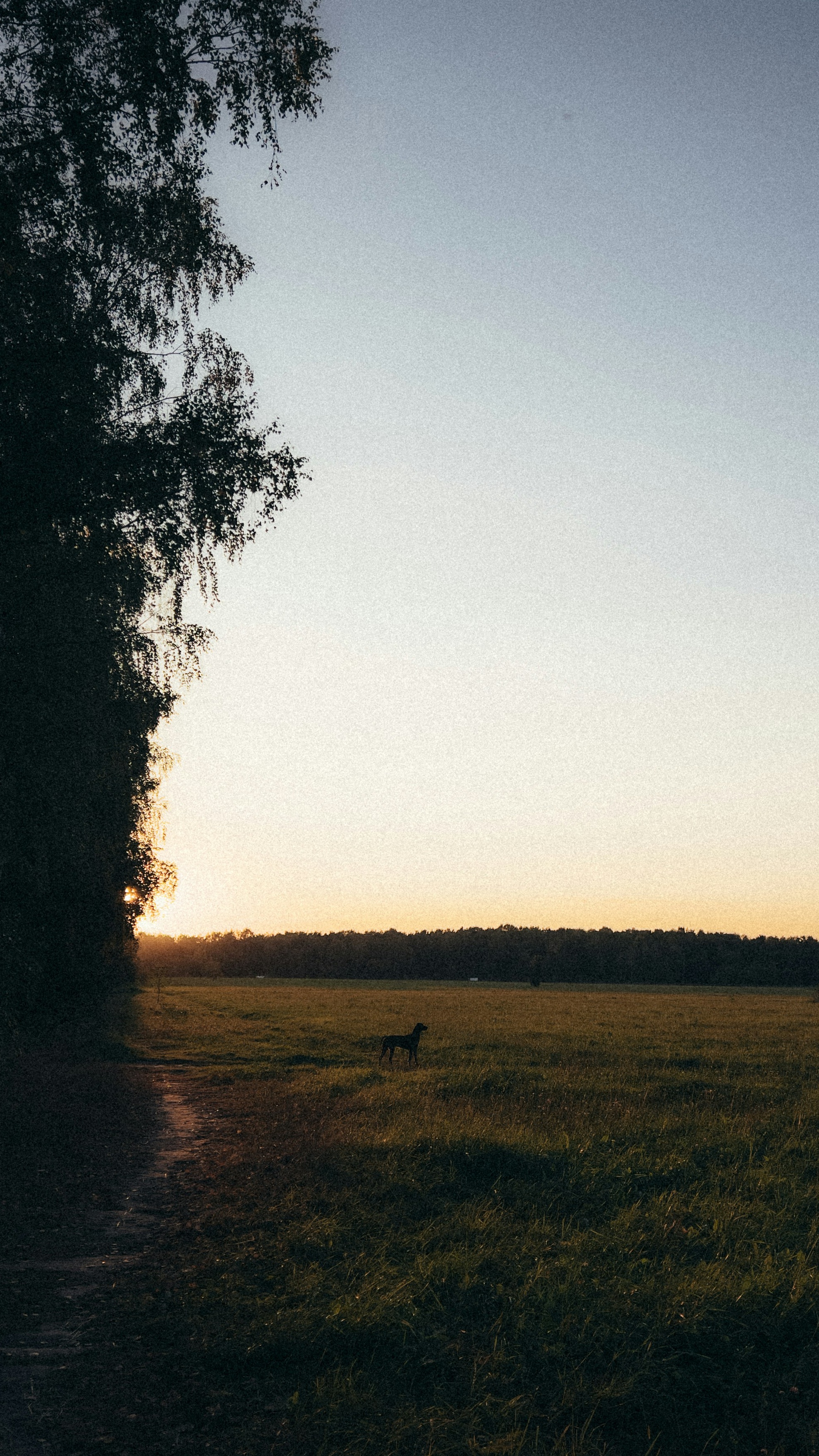 Dog Standing in Meadow at Sunset