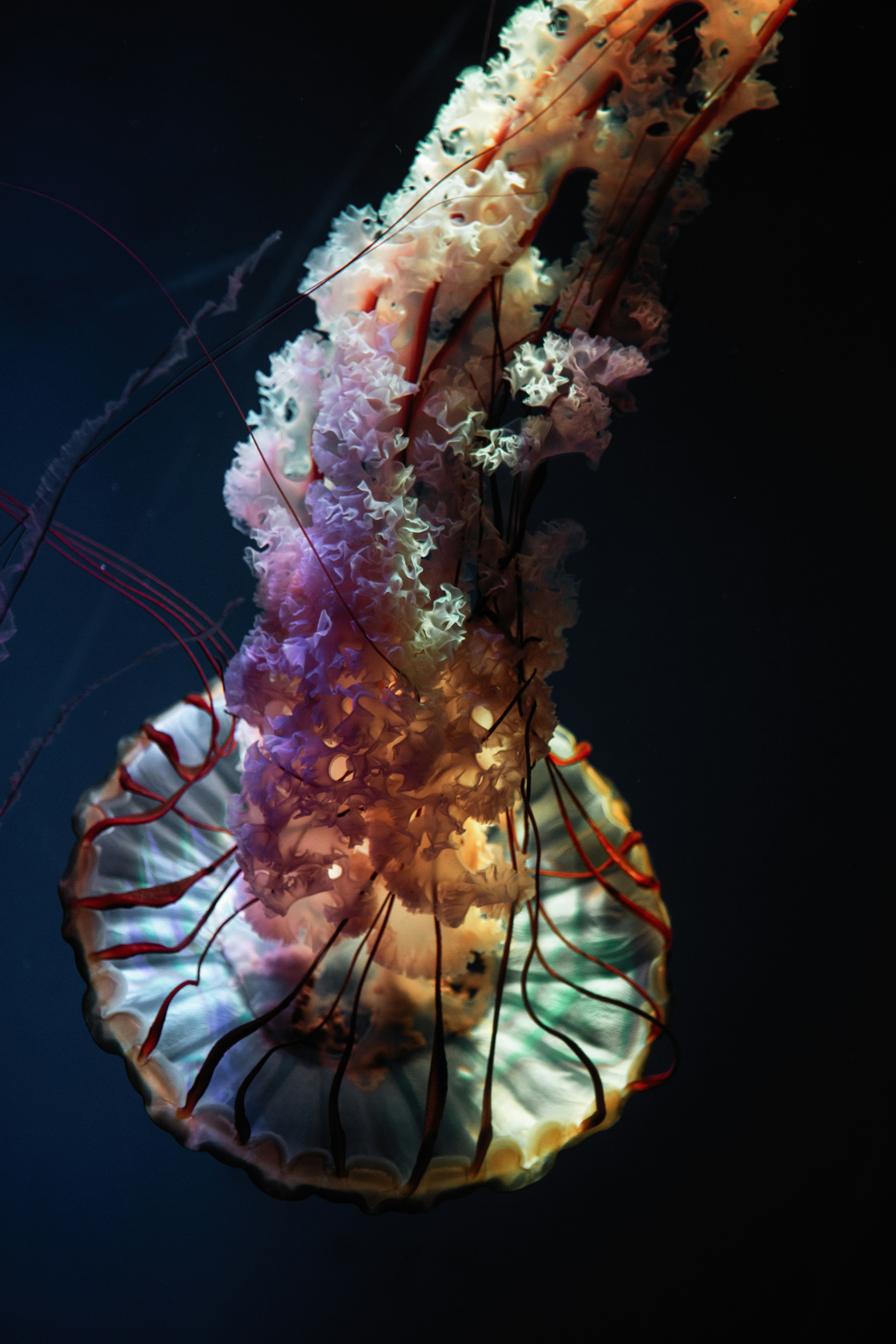 Glowing Jellyfish in Deep Water