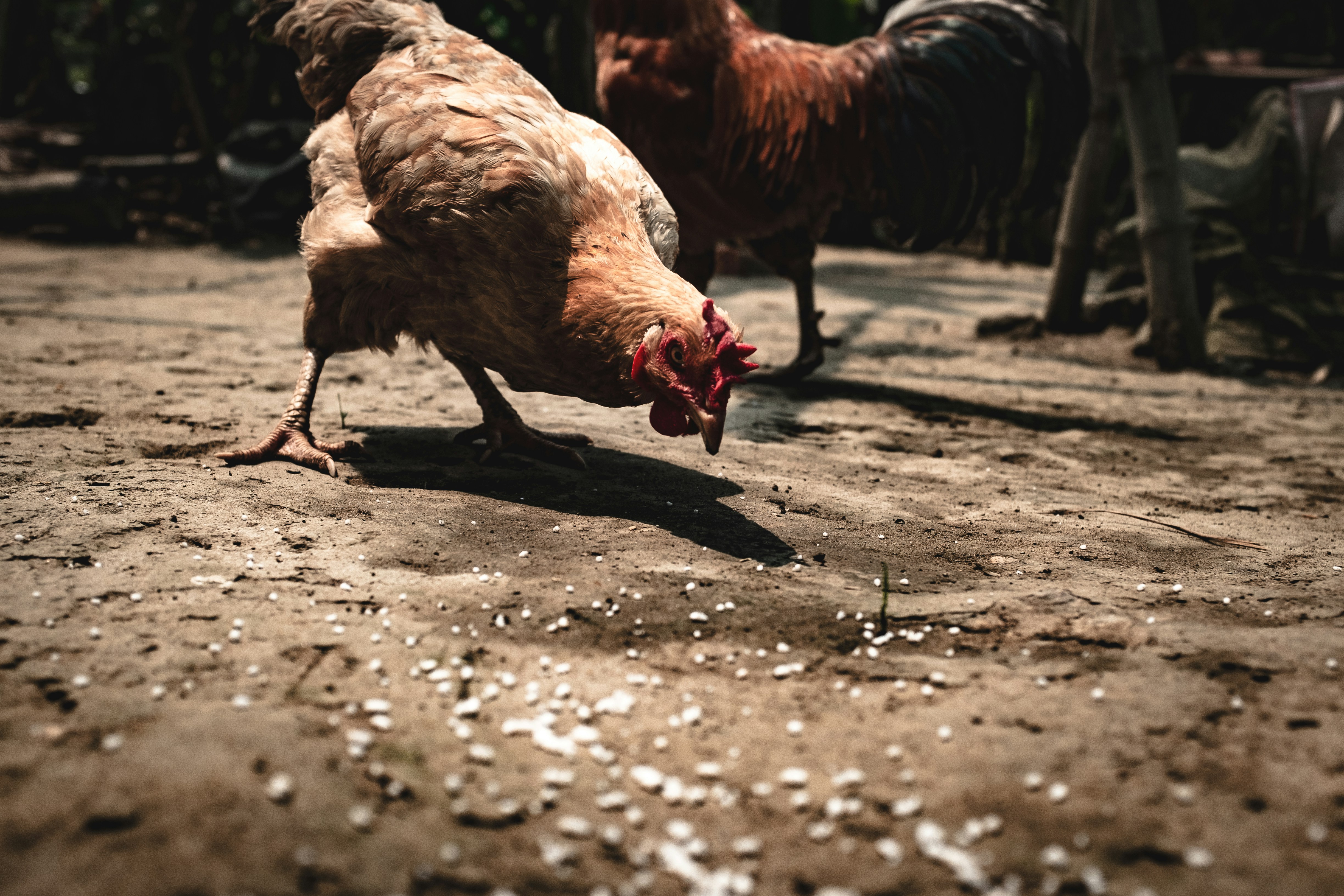 Free-range Hen Pecking Grains