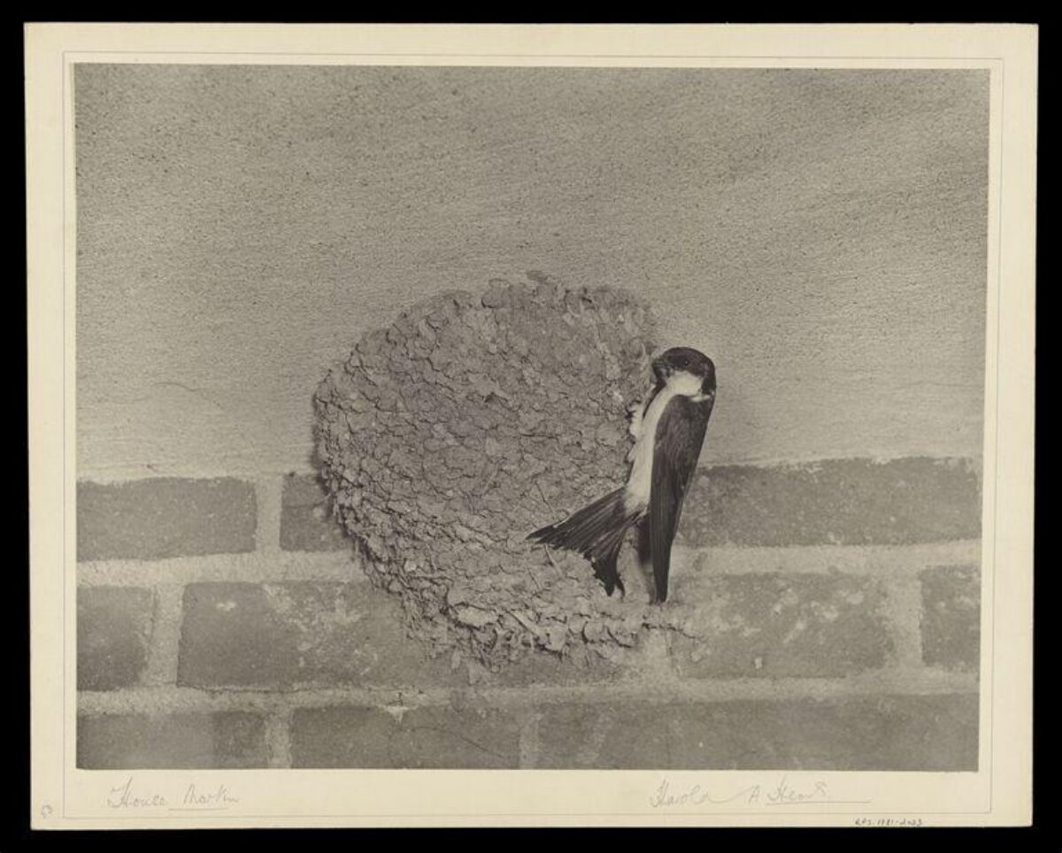 House Martin at Its Nest
