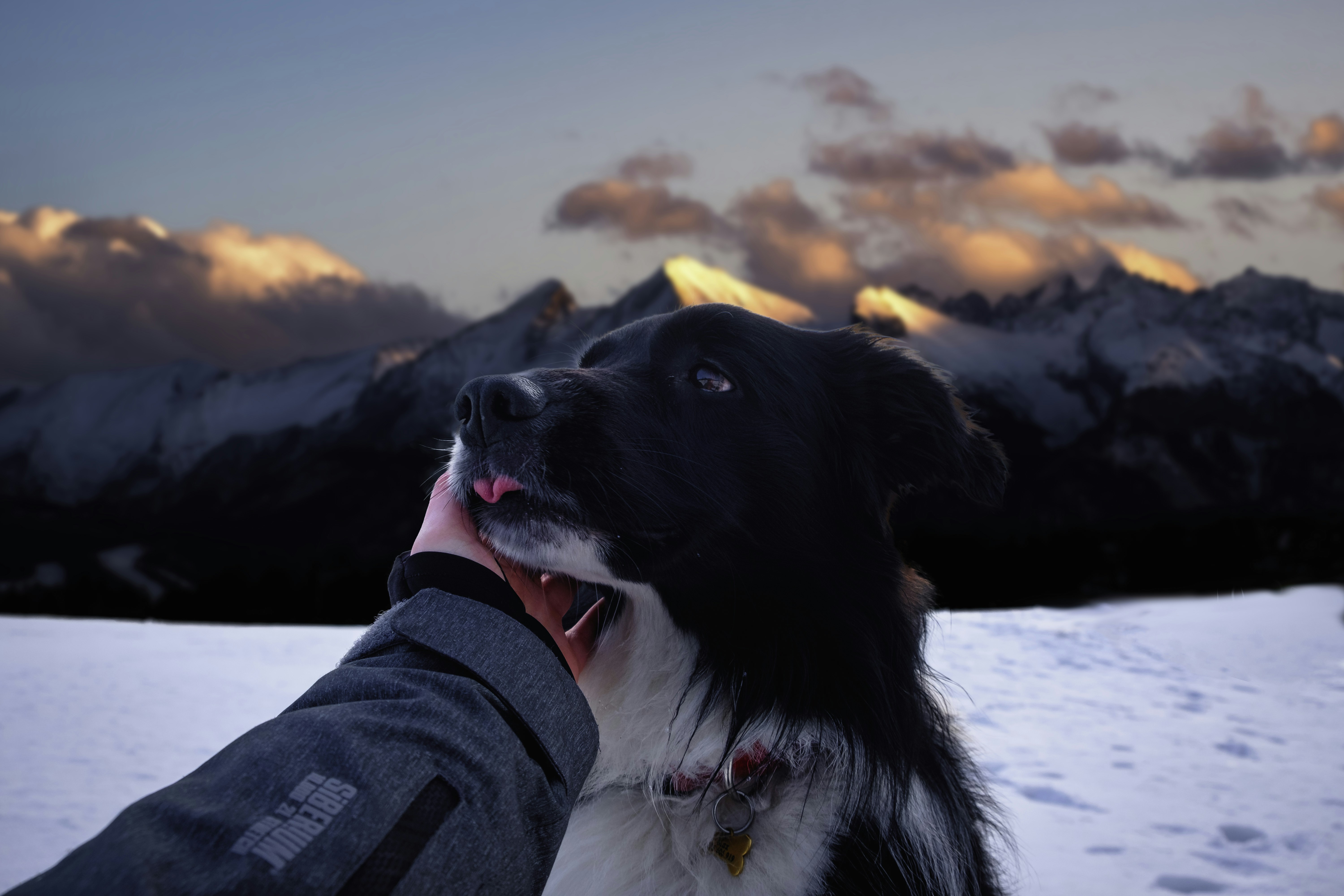 Black And White Dog At Snowy Mountain Sunset