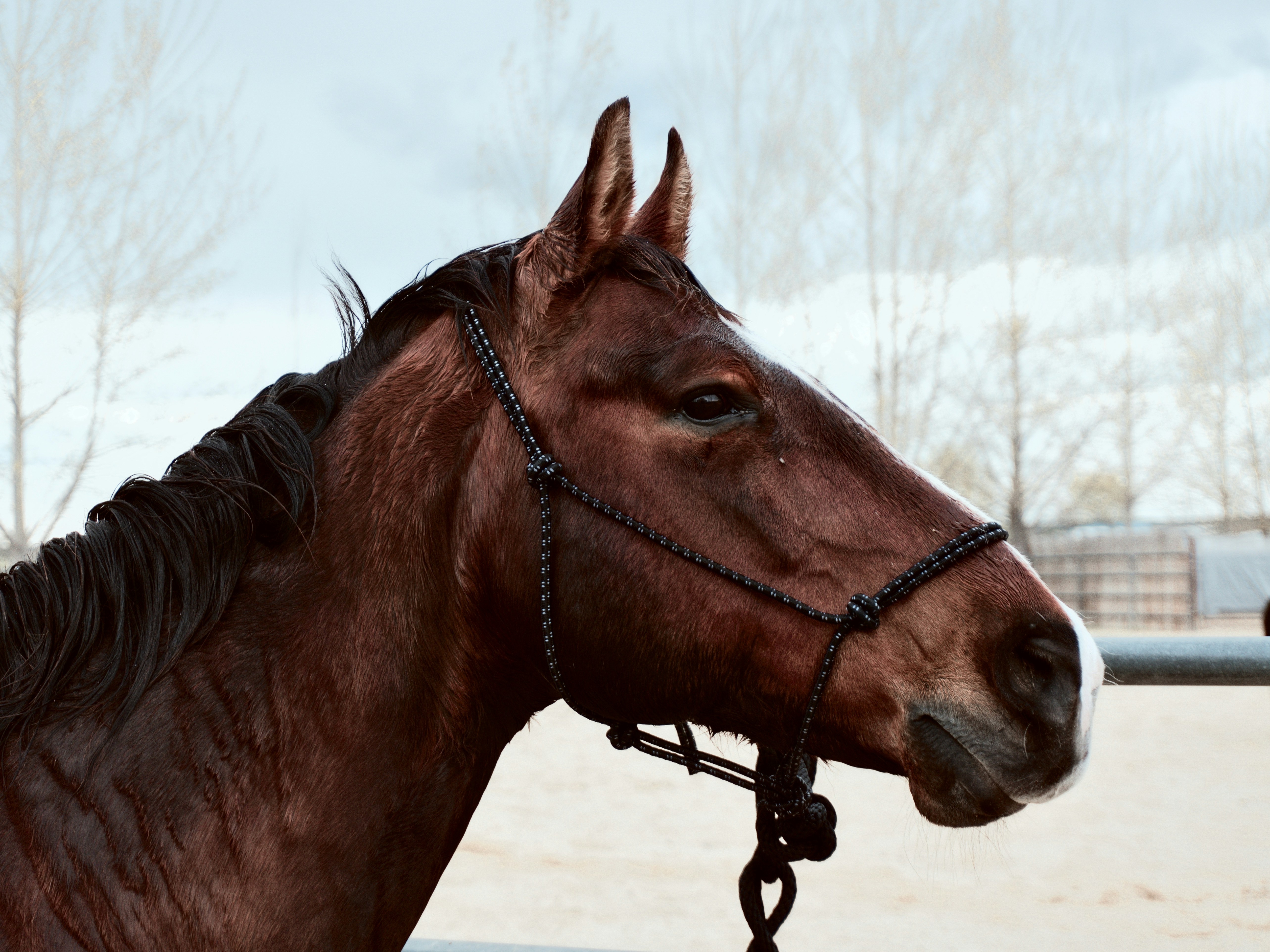 Side Portrait of a Brown Horse
