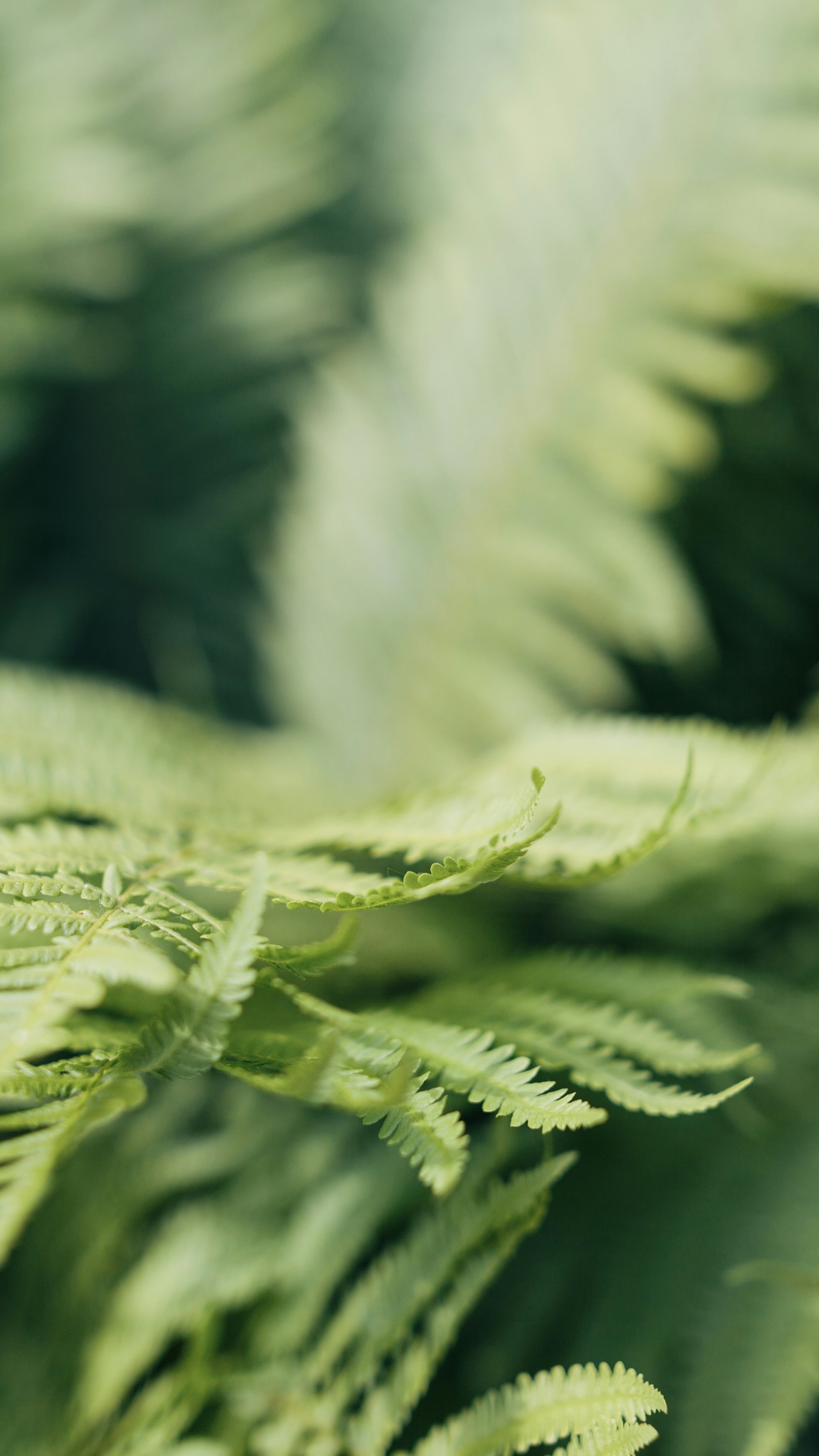 Forest & Flora