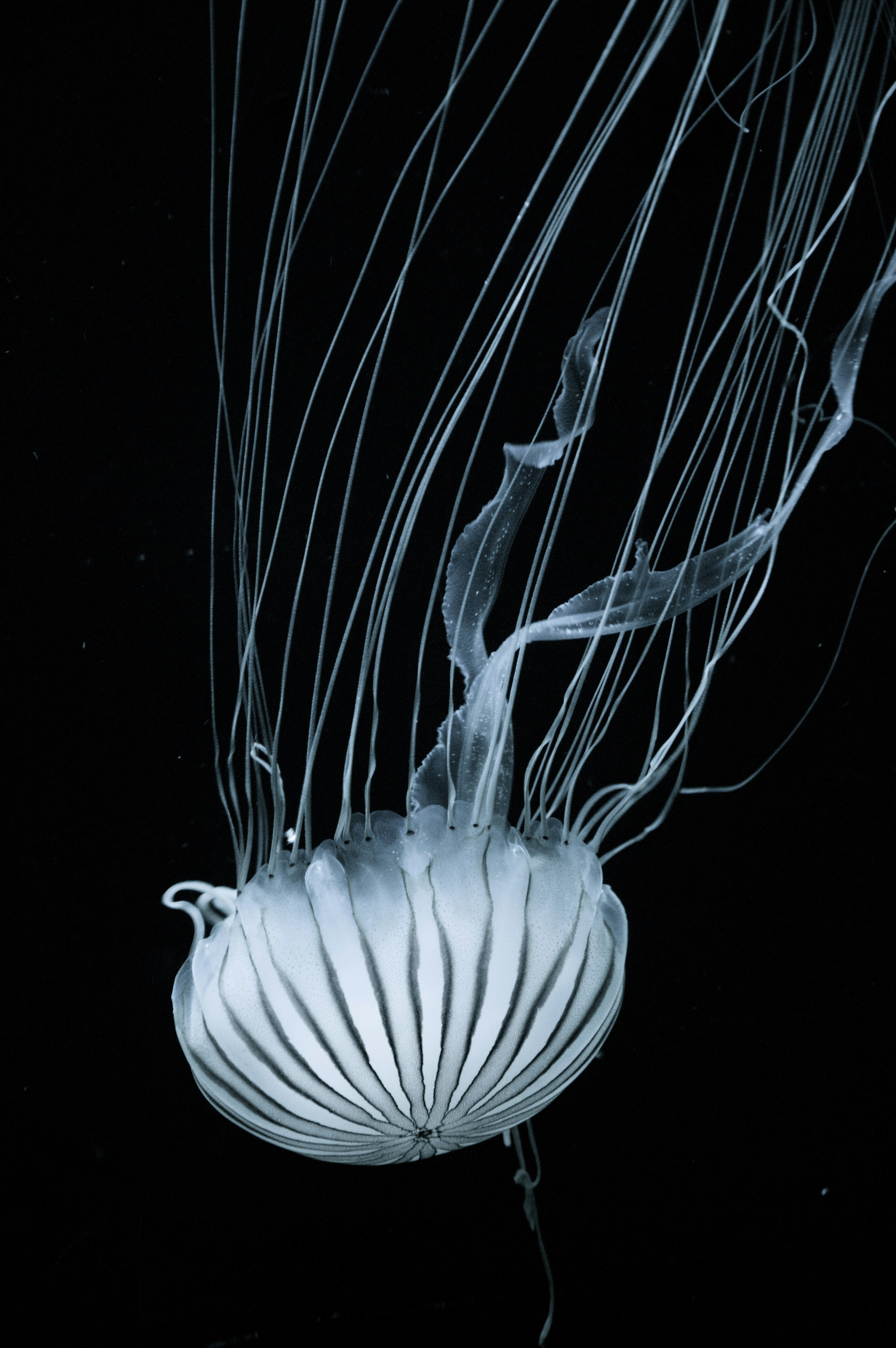 Striped Jellyfish Swimming