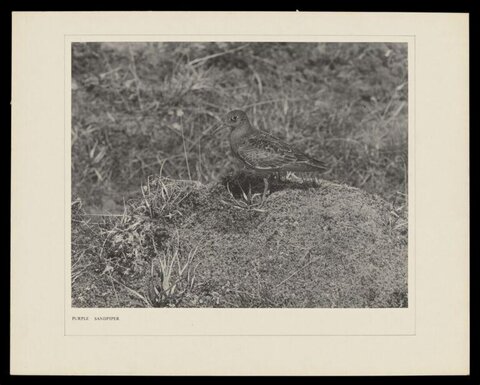 Vintage Purple Sandpiper Photograph