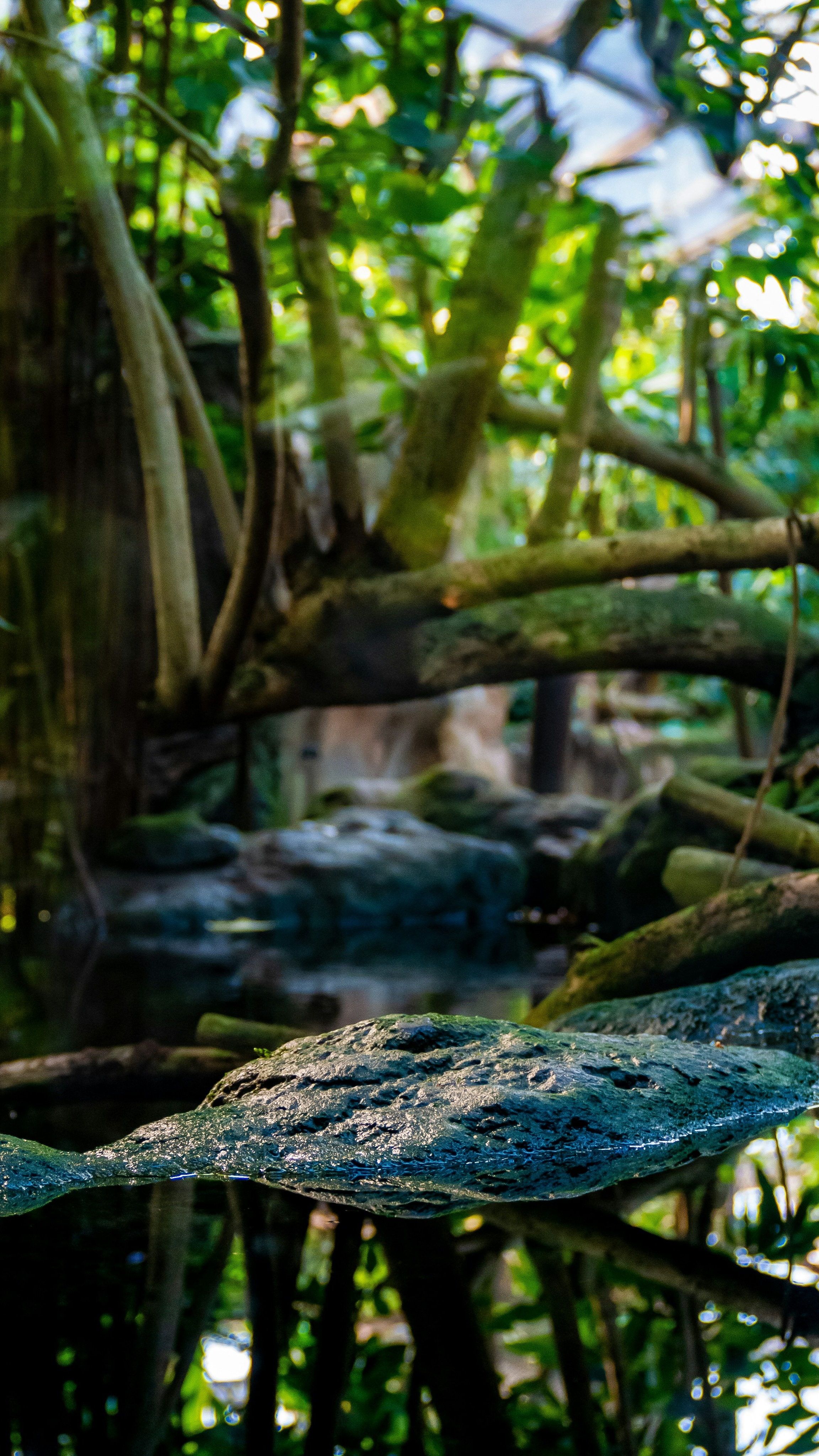 Mossy Rock in Forest Stream