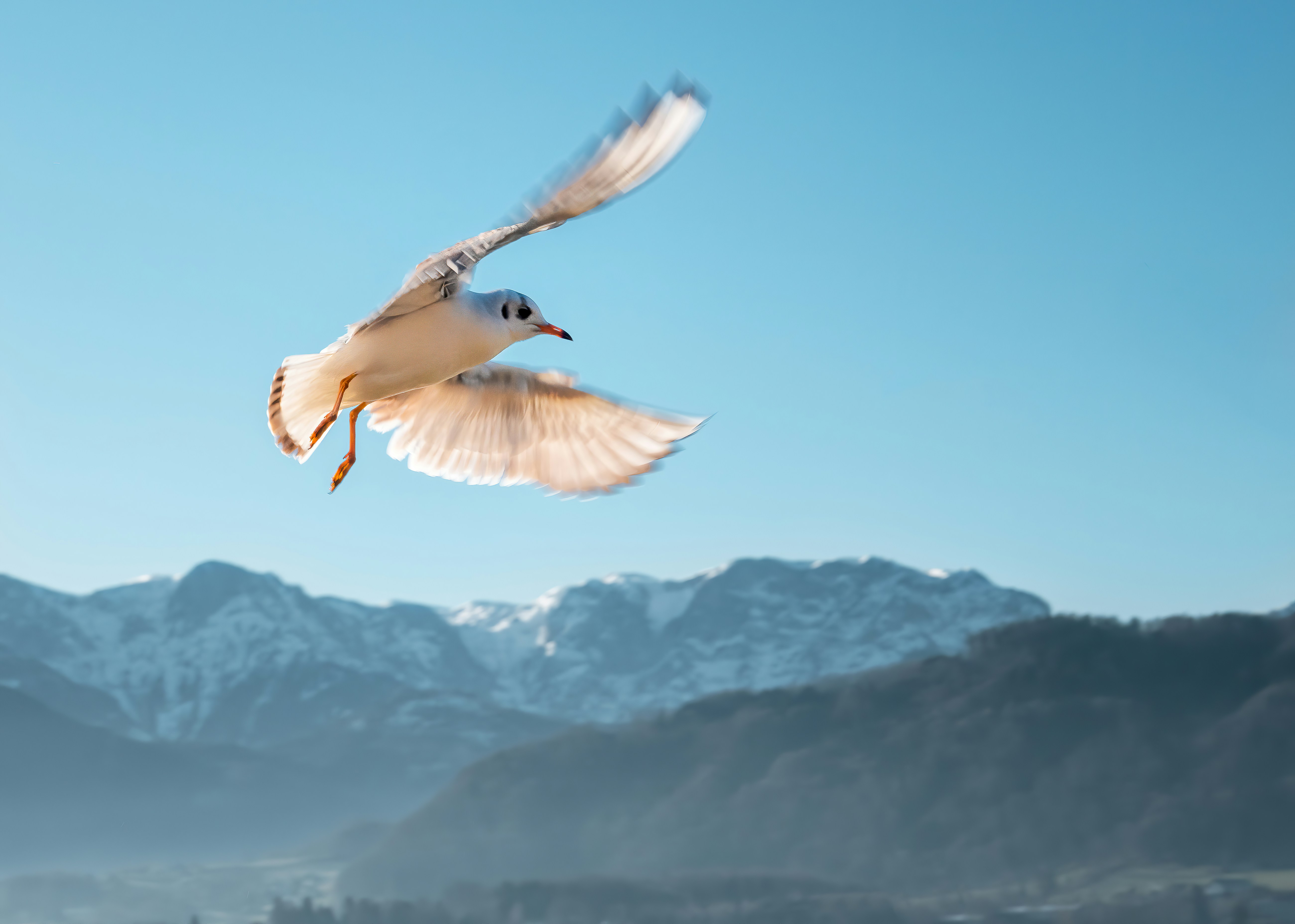 Seagull Flying Over Snowy Mountains