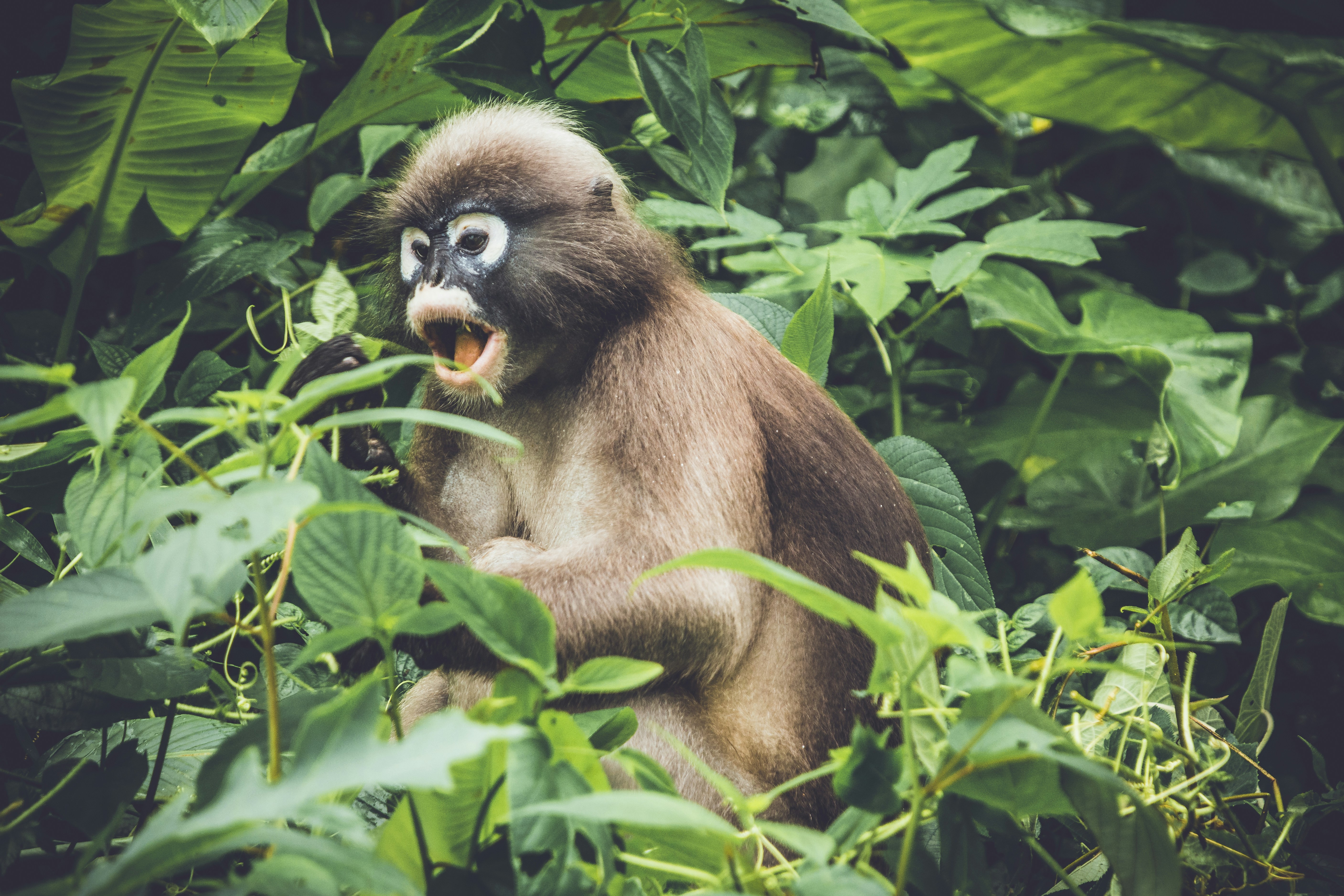 Dusky Leaf Monkey in Dense Foliage