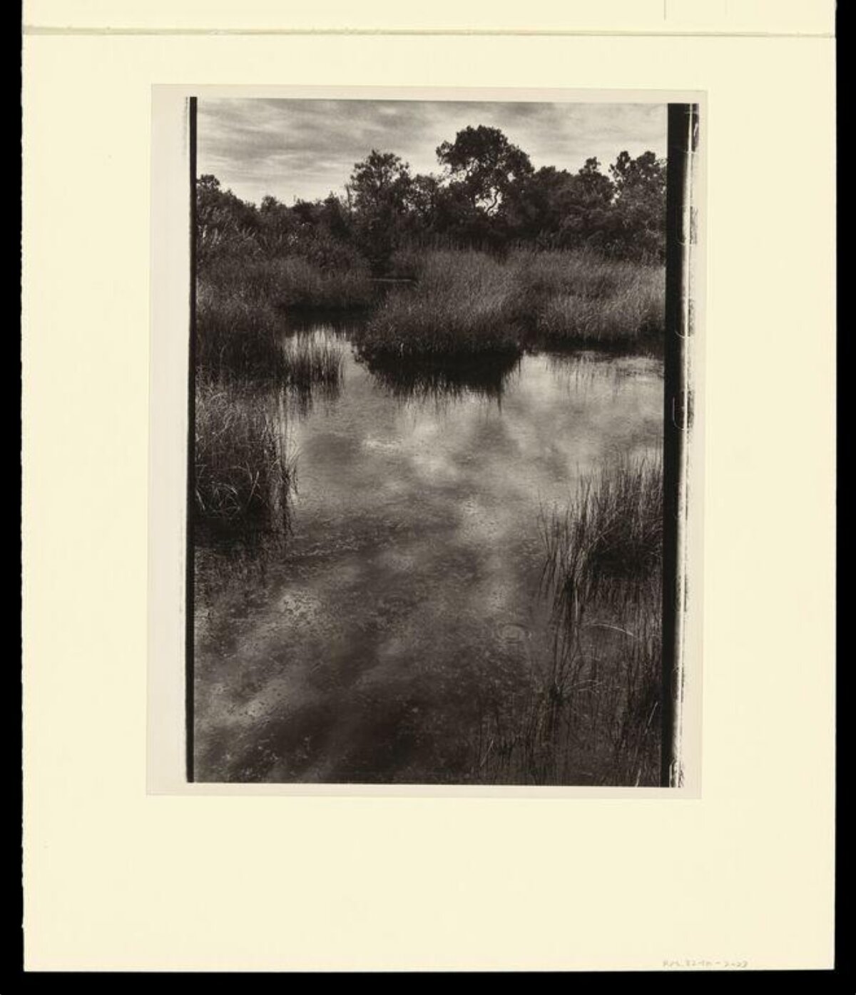 Black and White Wetland Stream