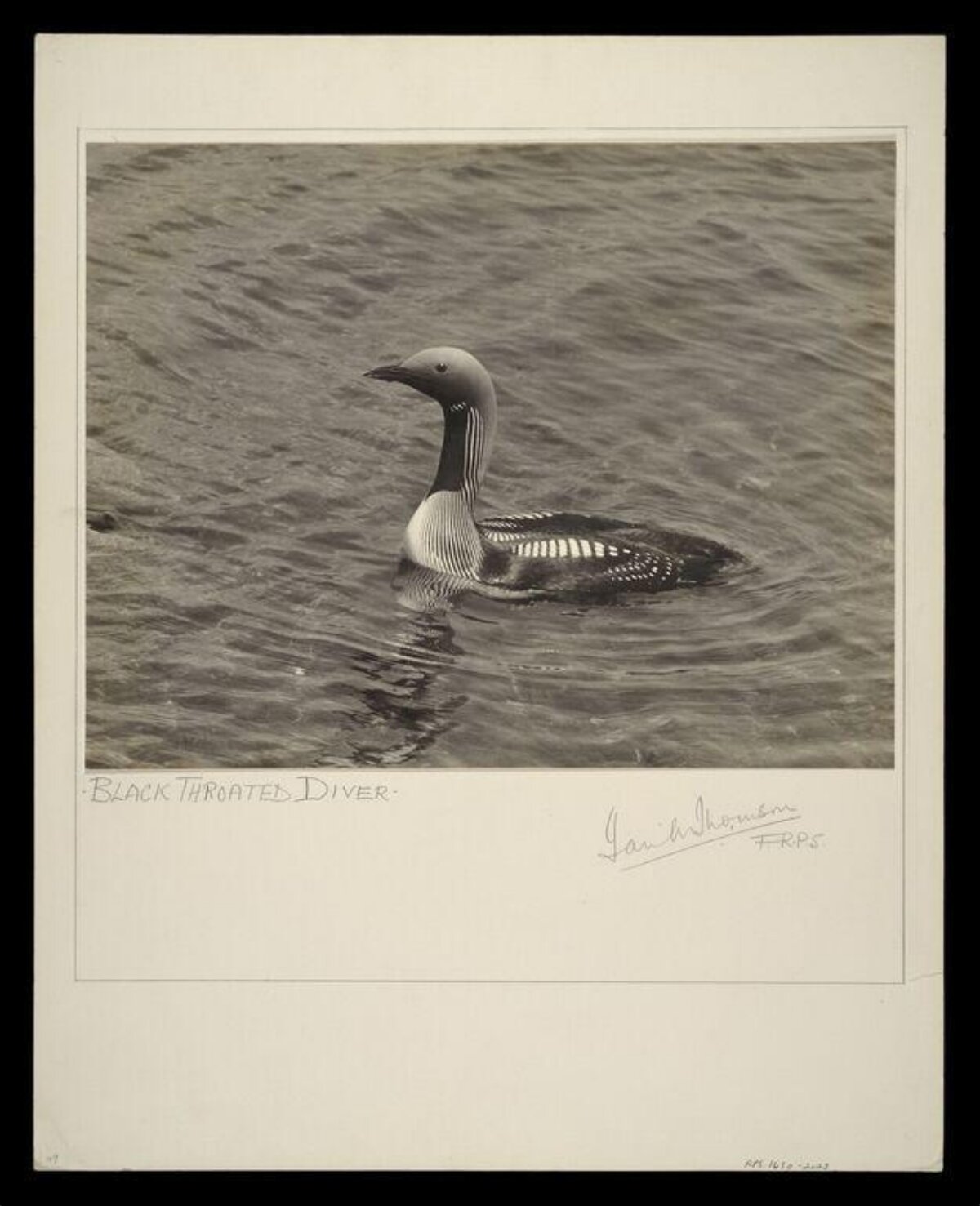 Black Throated Diver on Water
