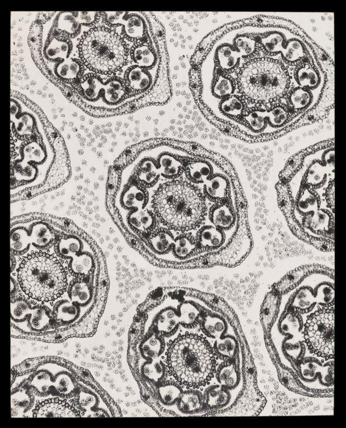 Plant Anther Microscopic Cross Section
