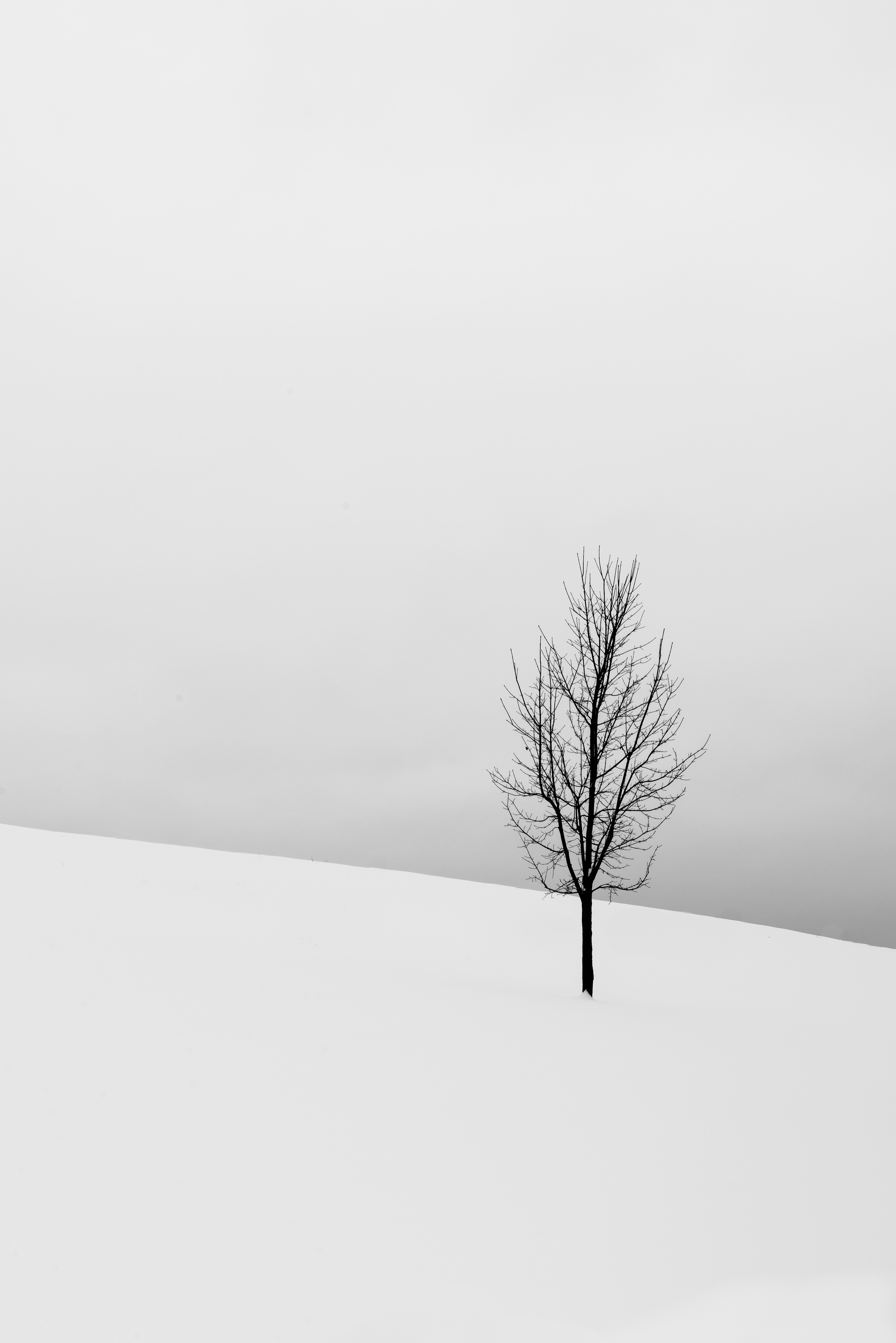 Lone Bare Tree on Snowy Slope