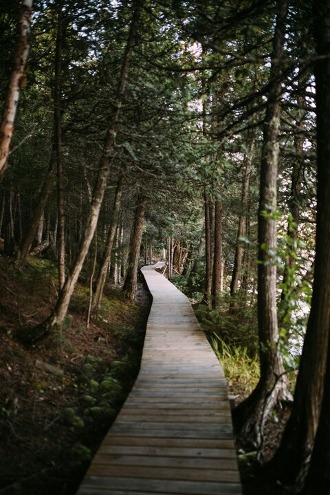 Wooden Boardwalk Through Dense Forest