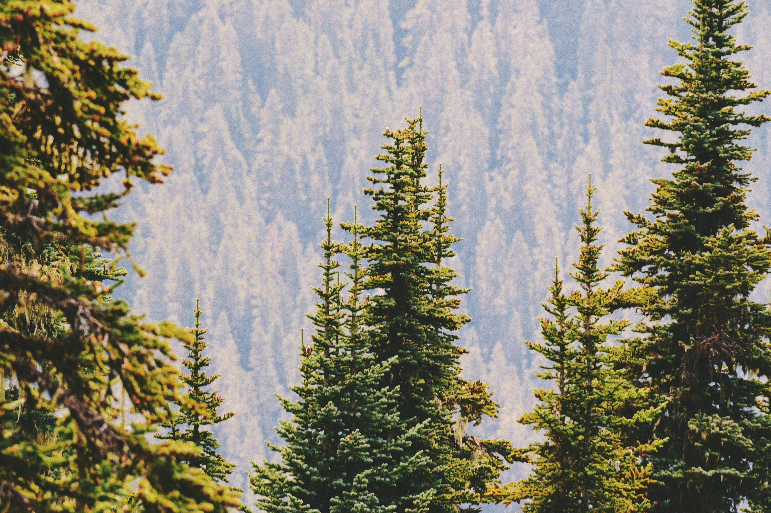 Mountain Coniferous Forest View