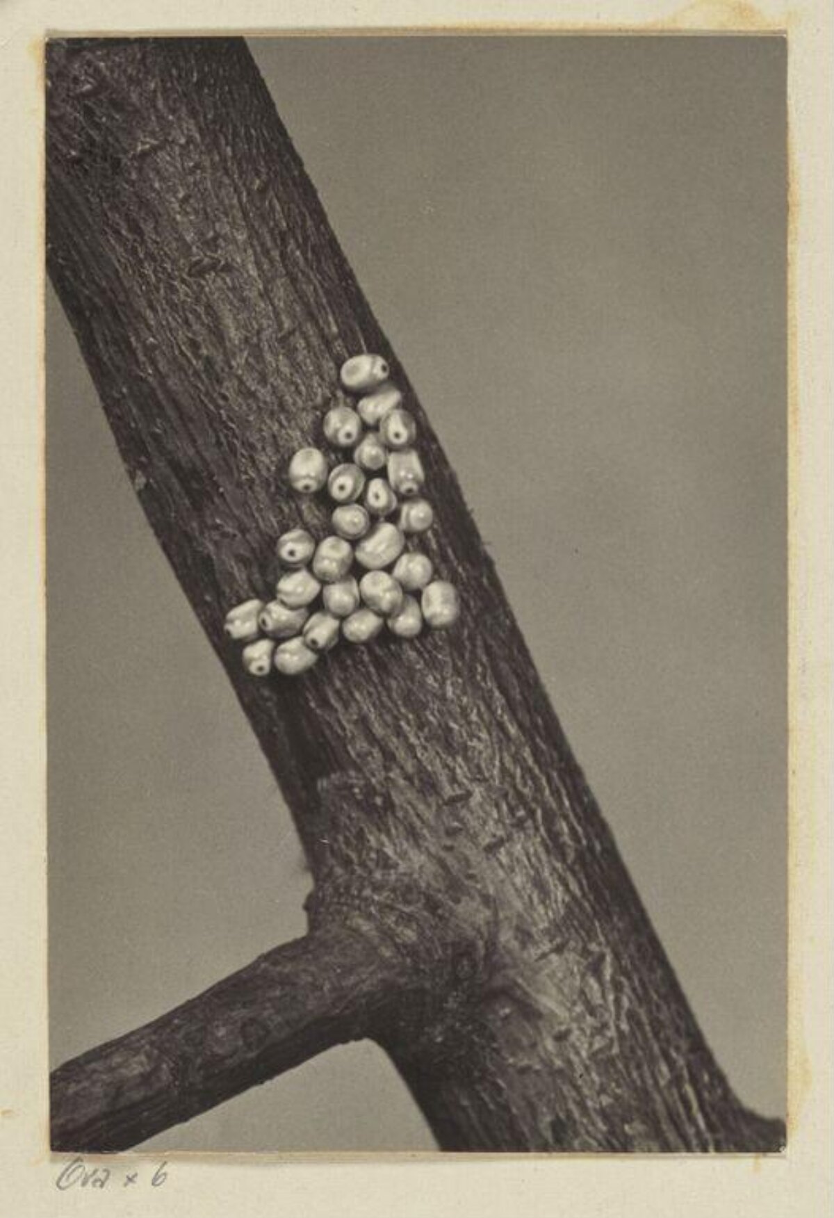 Clustered Insect Eggs on Tree Branch