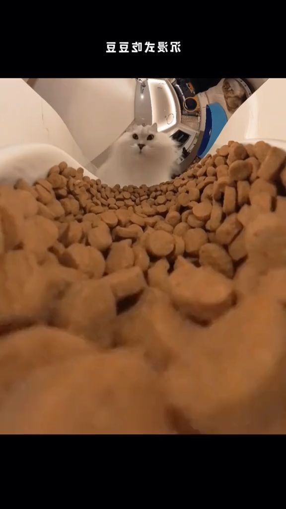 Fluffy White Cat Staring At Cat Food