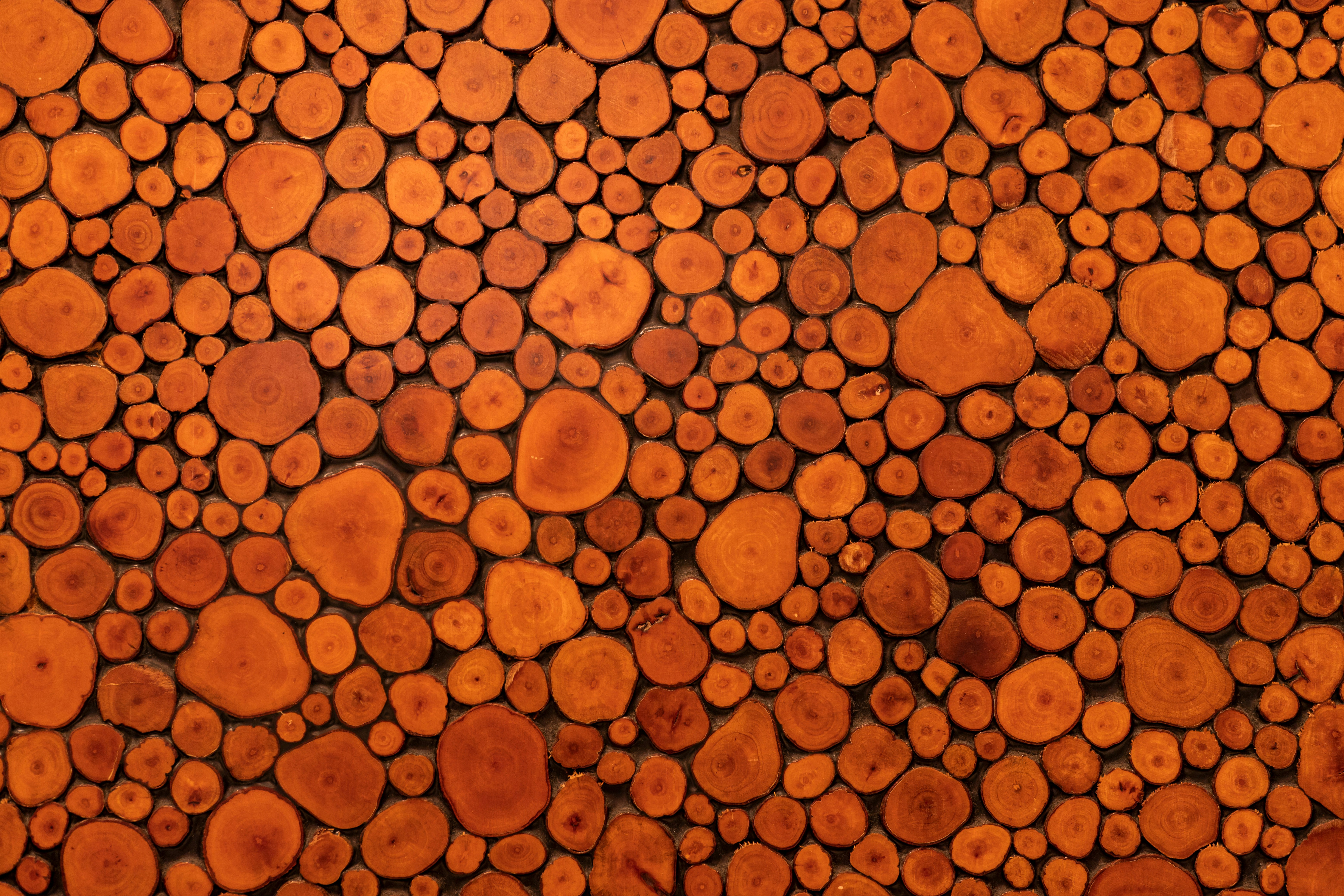 Close-up of Cut Log Cross Sections