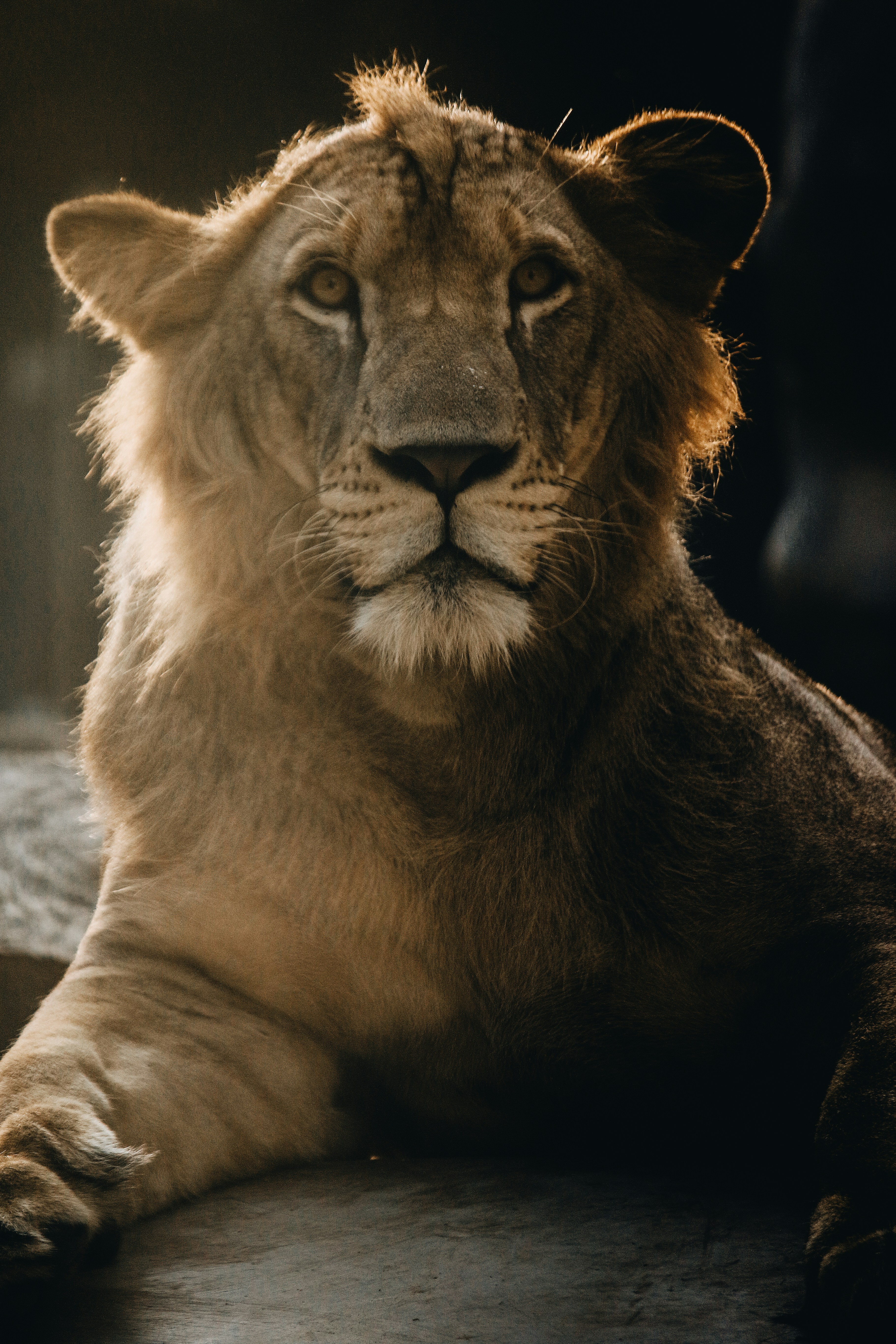 Portrait of a Resting Lion