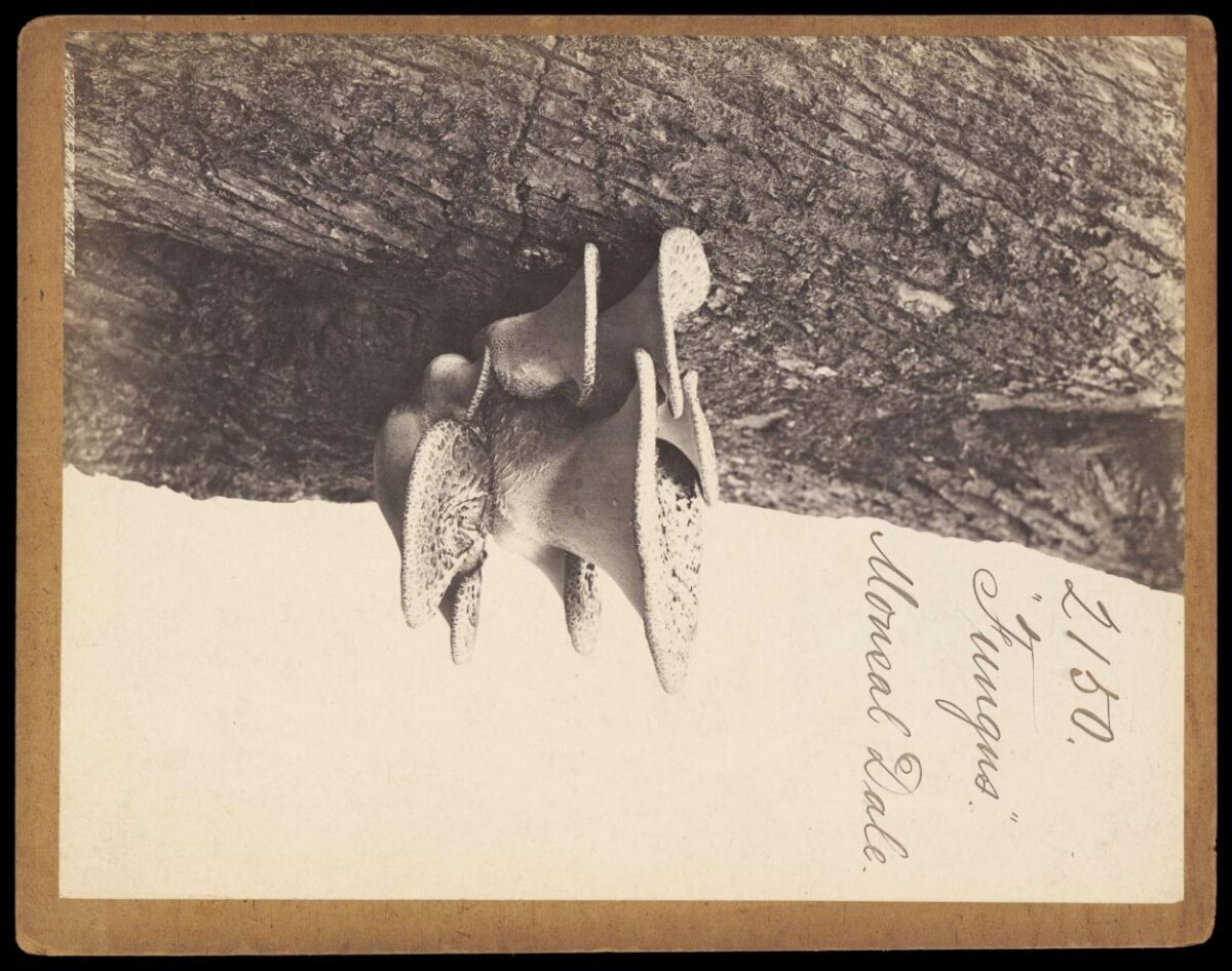 Vintage Photograph of Tree Fungus