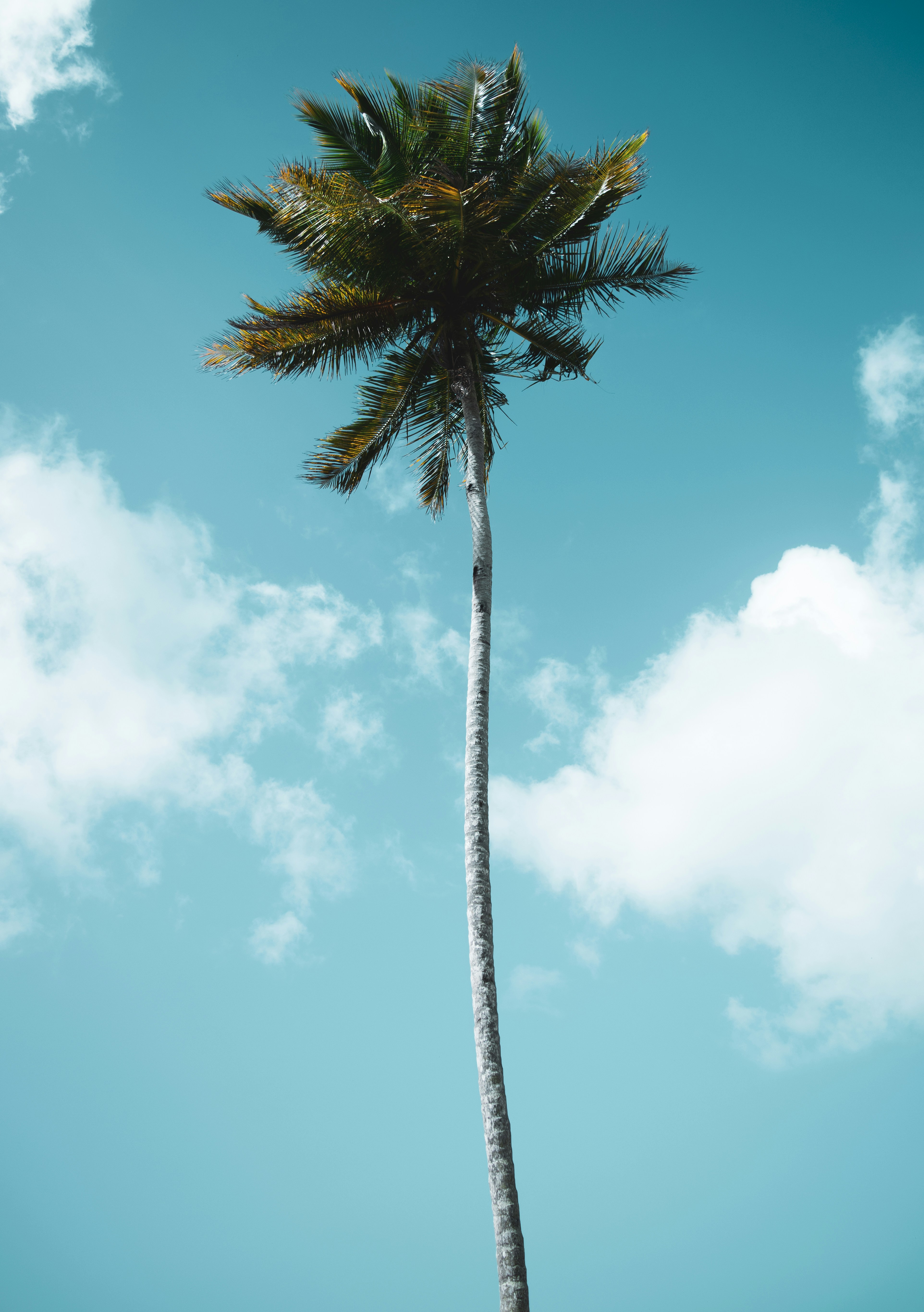 Single Coconut Tree Under Blue Sky