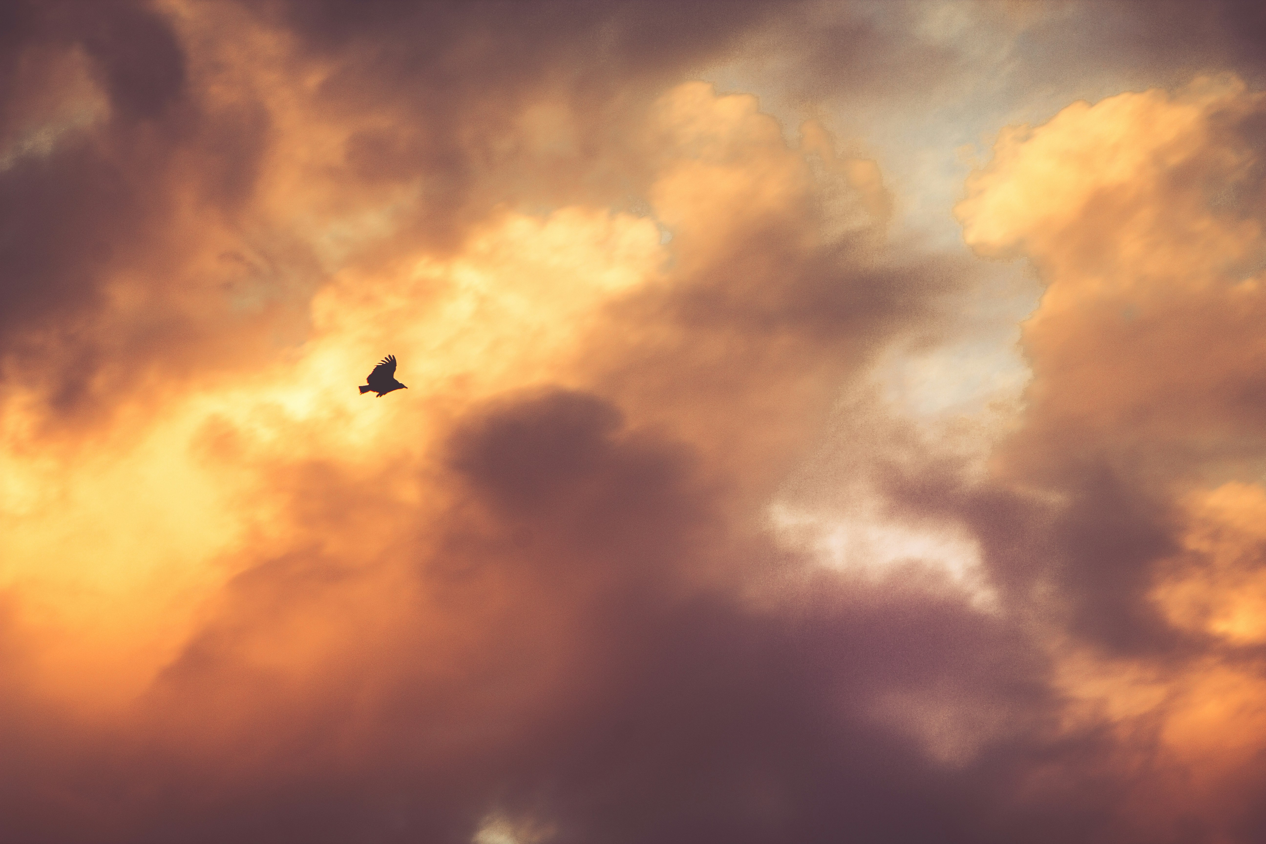 Bird Flying Through Golden Clouds