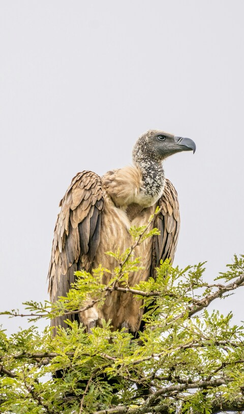 Vulture Perched on Tree Top
