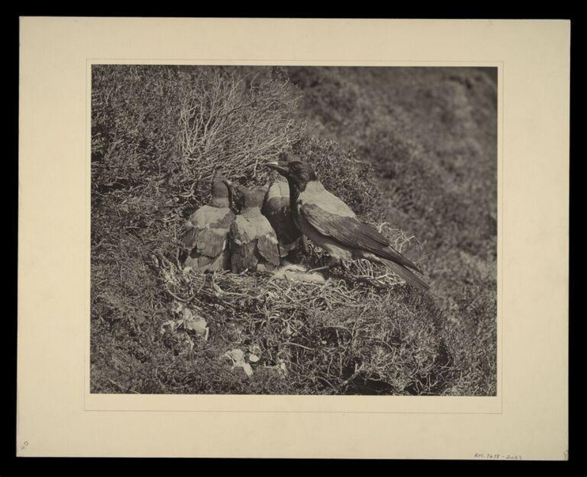 Adult Crow with Chicks in Nest