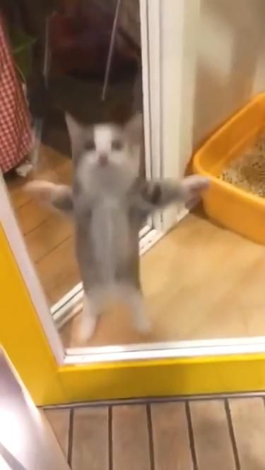 Kitten Stuck To Sliding Glass Door