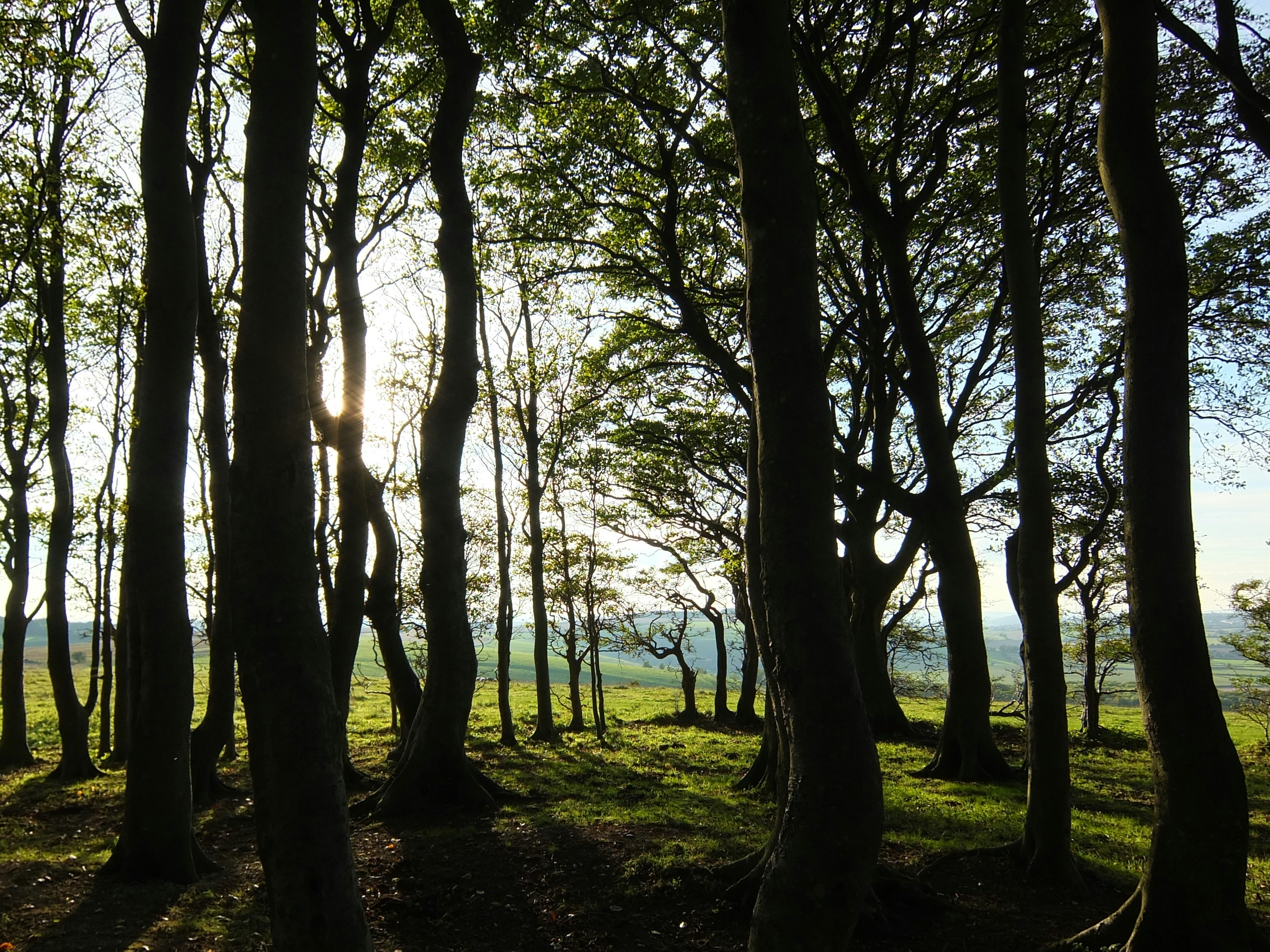 Sunlight Through Hillside Woodland