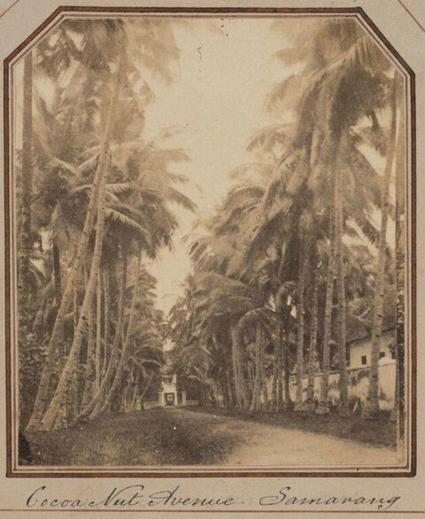Cocoa Nut Avenue Samarang