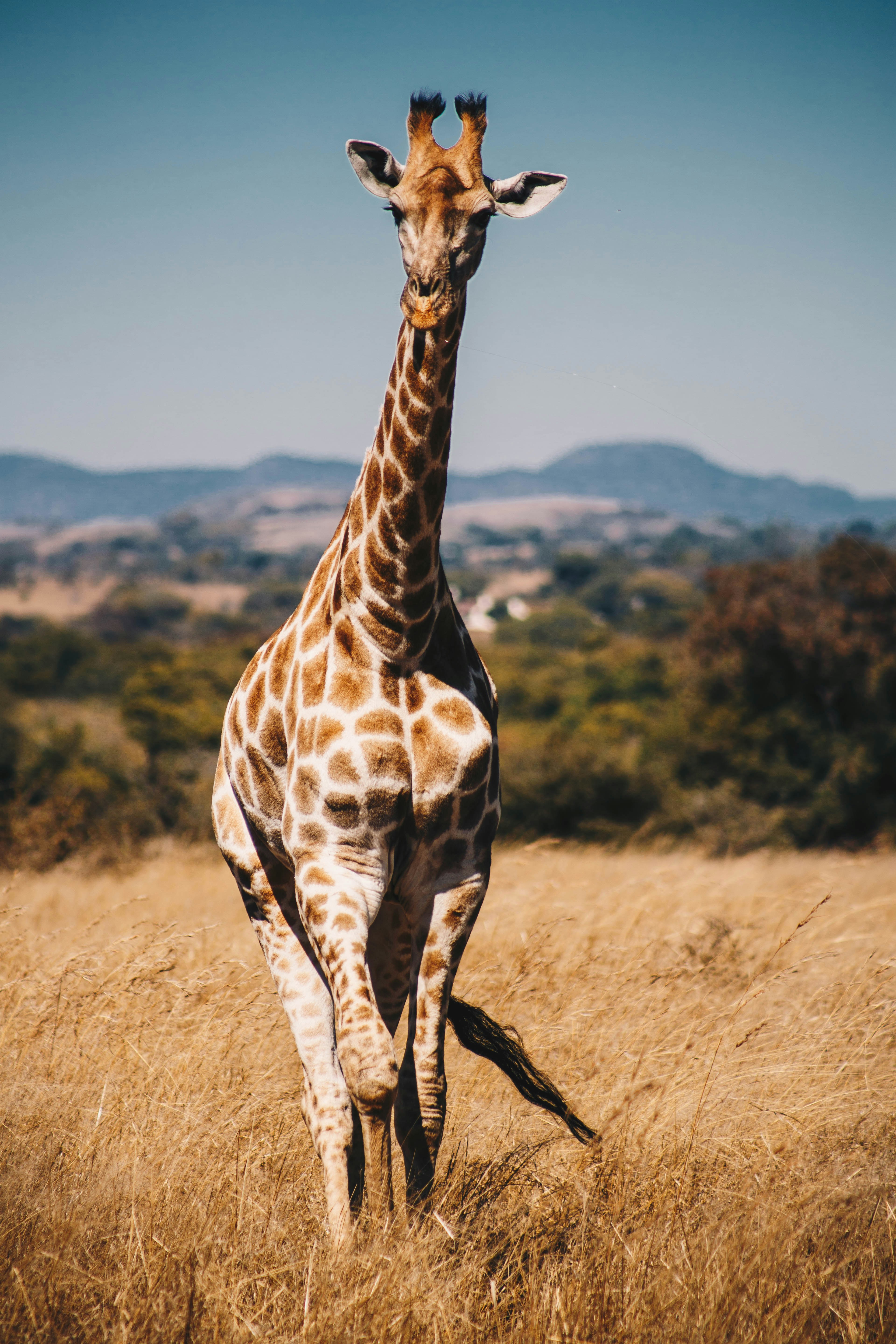 Giraffe Standing on African Savanna