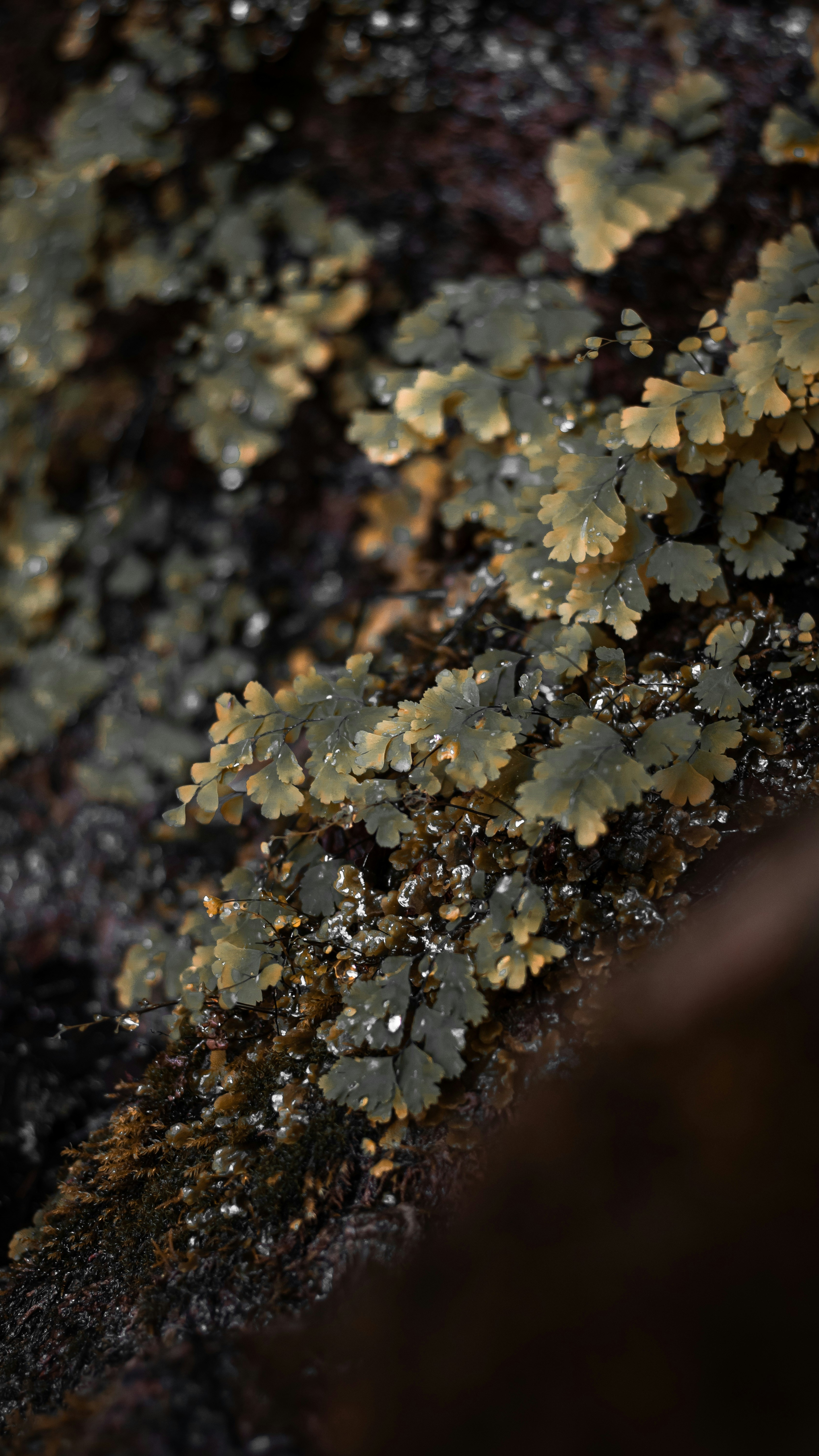 Wet Ferns on Dark Rock