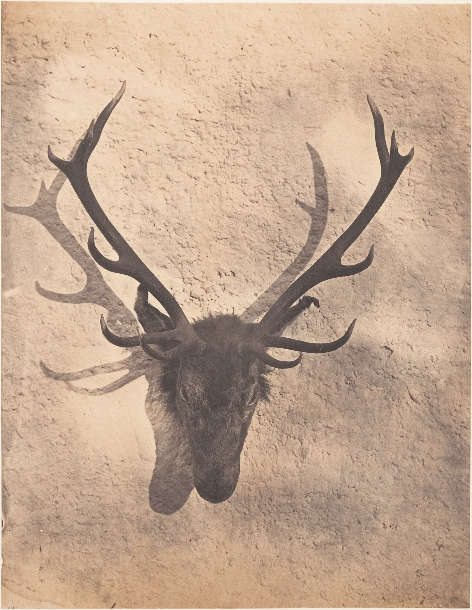 Mounted Taxidermy Elk Head