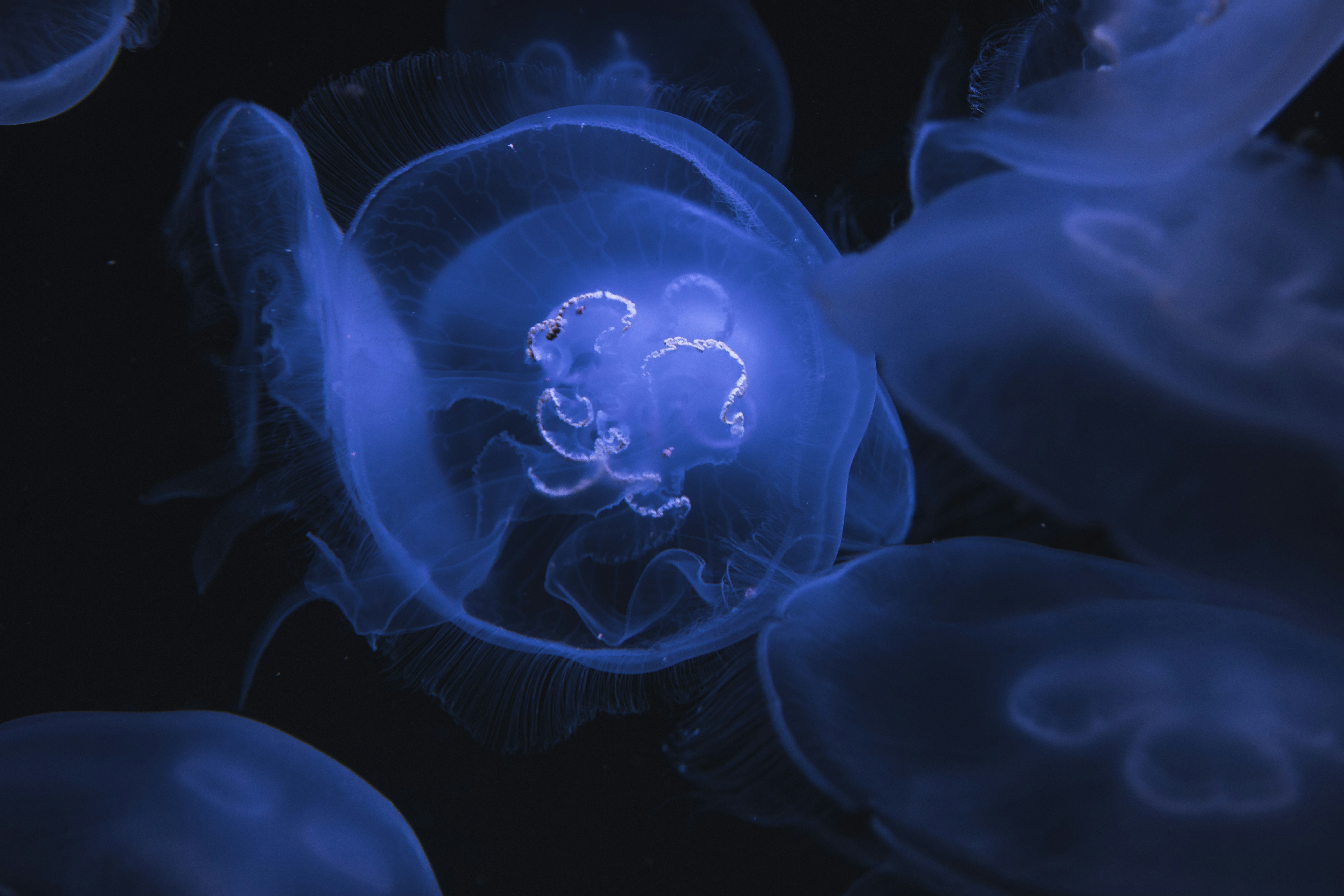 Glowing Blue Jellyfish
