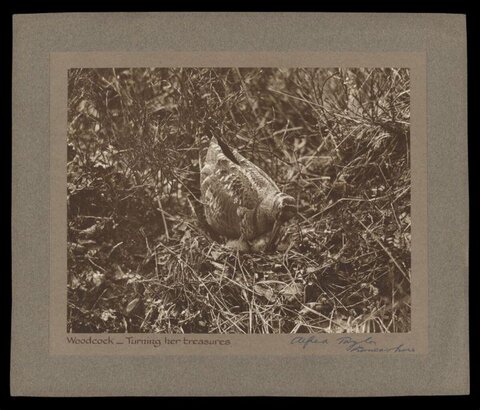Vintage Woodcock Turning Her Treasures