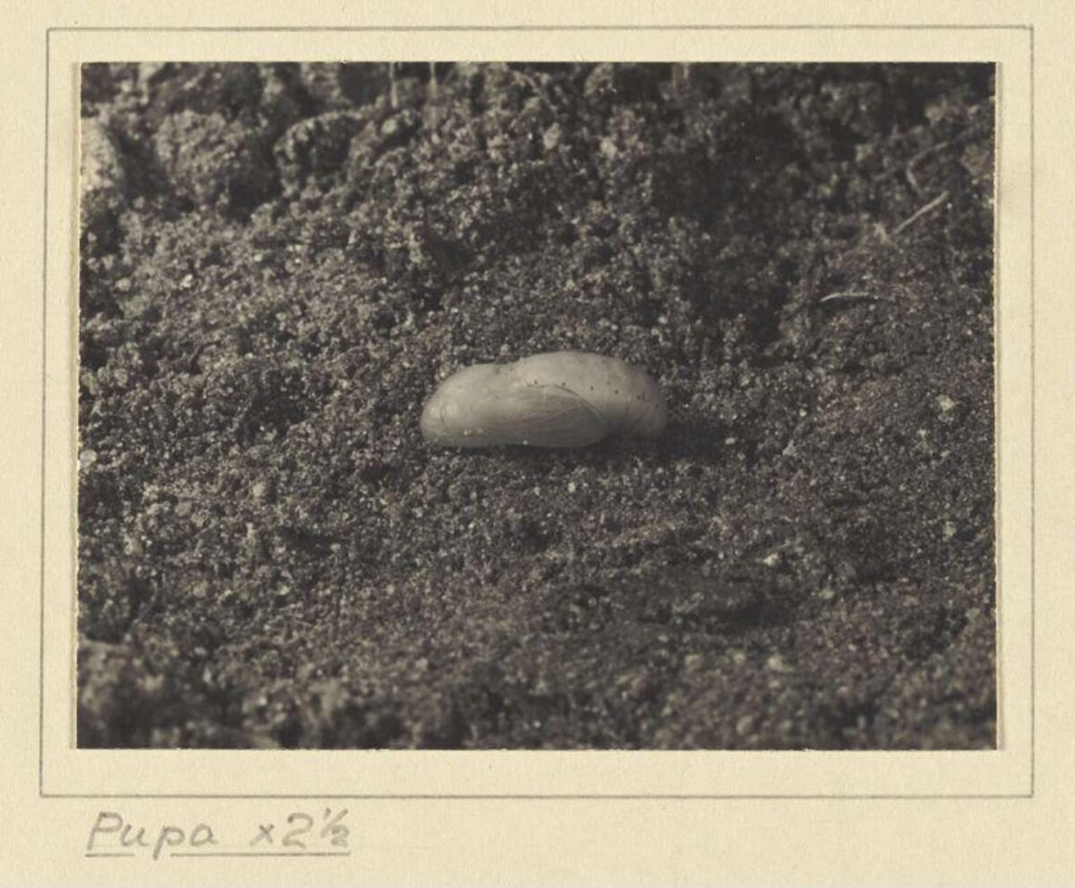 Insect Pupa on Loose Soil