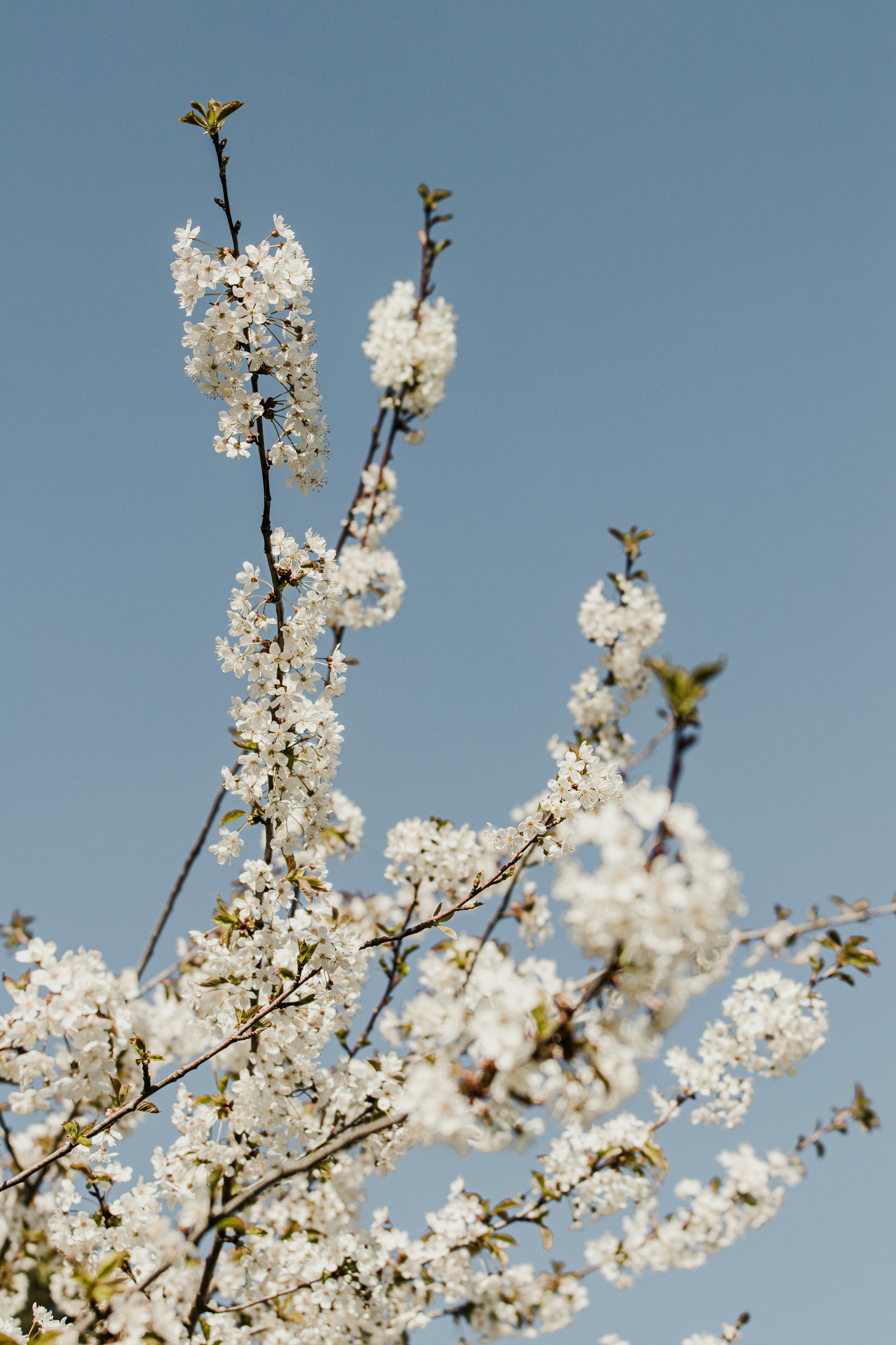 White Cherry Blossoms Against Blue Sky