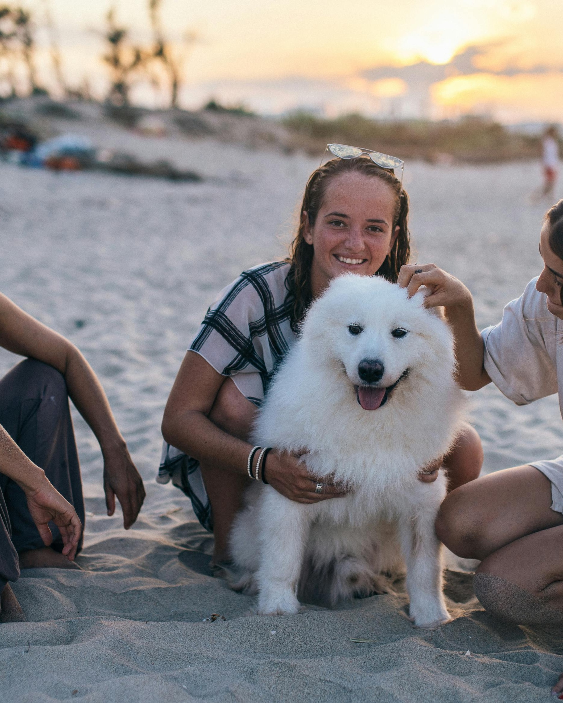 Fluffy White Dog on Beach at Sunset