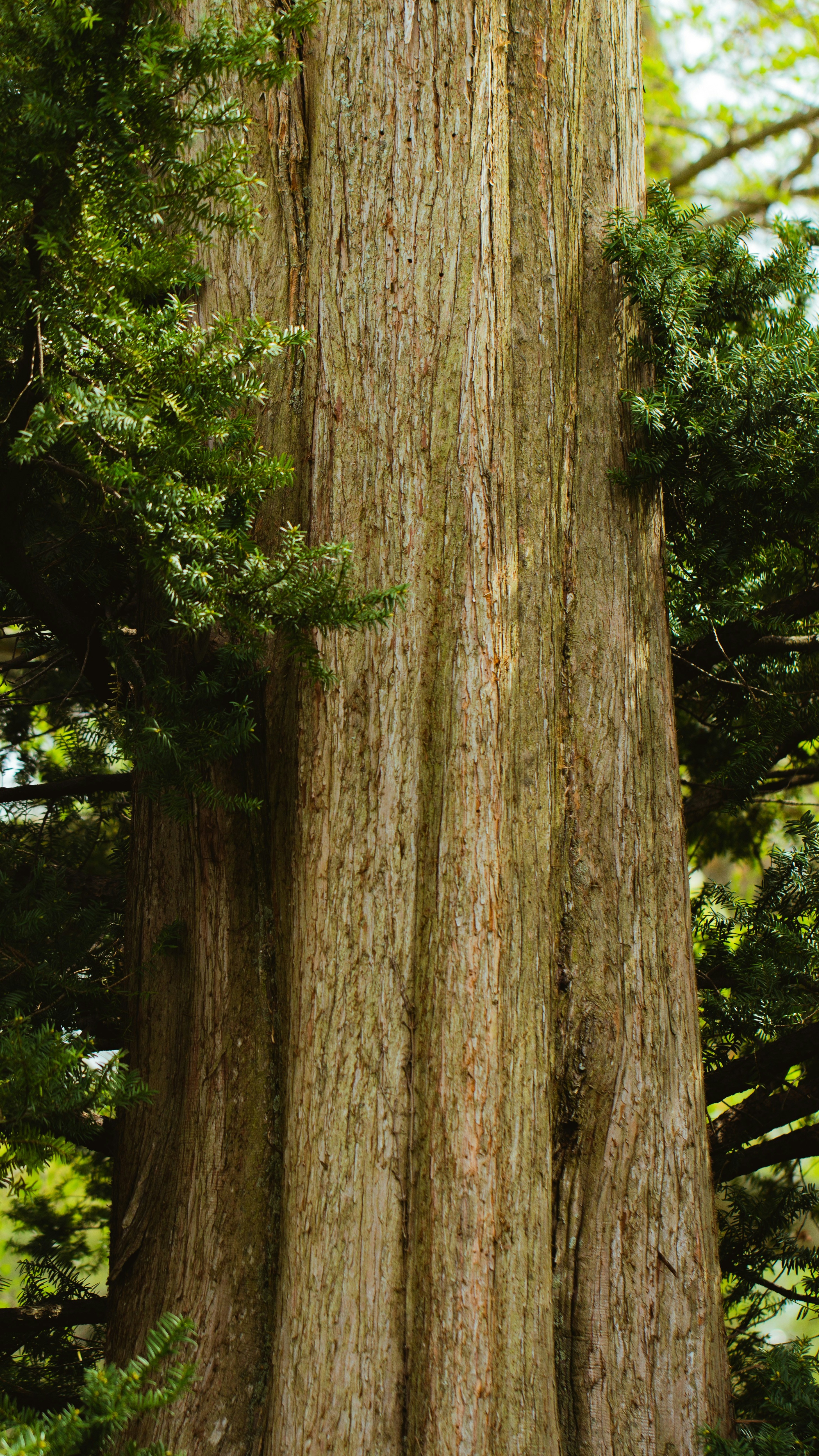 Close-Up of Thick Tree Trunk
