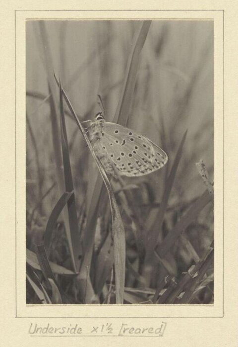 Vintage Photo of Spotted Butterfly on Grass