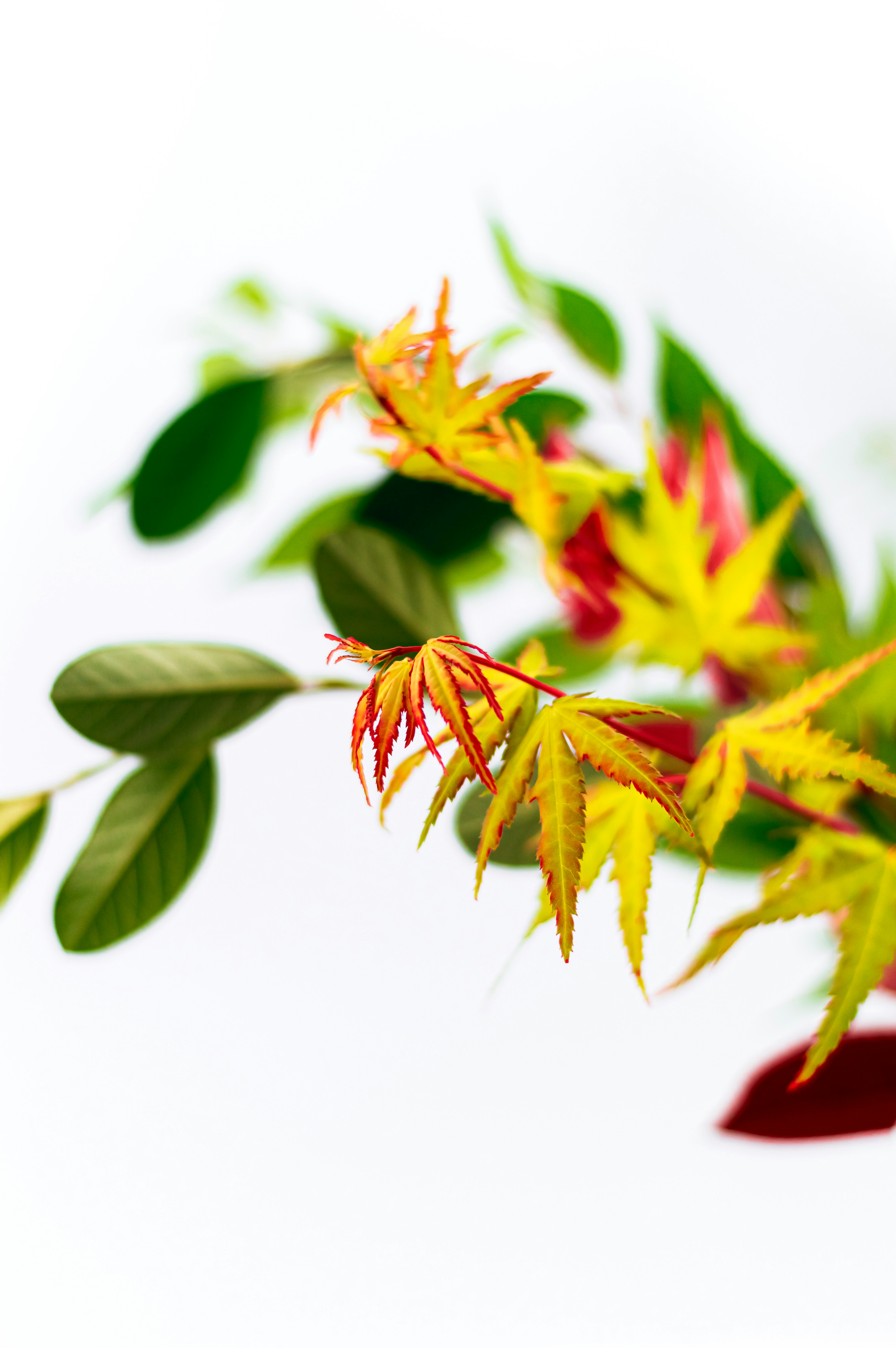 Young Maple Leaves on White Background