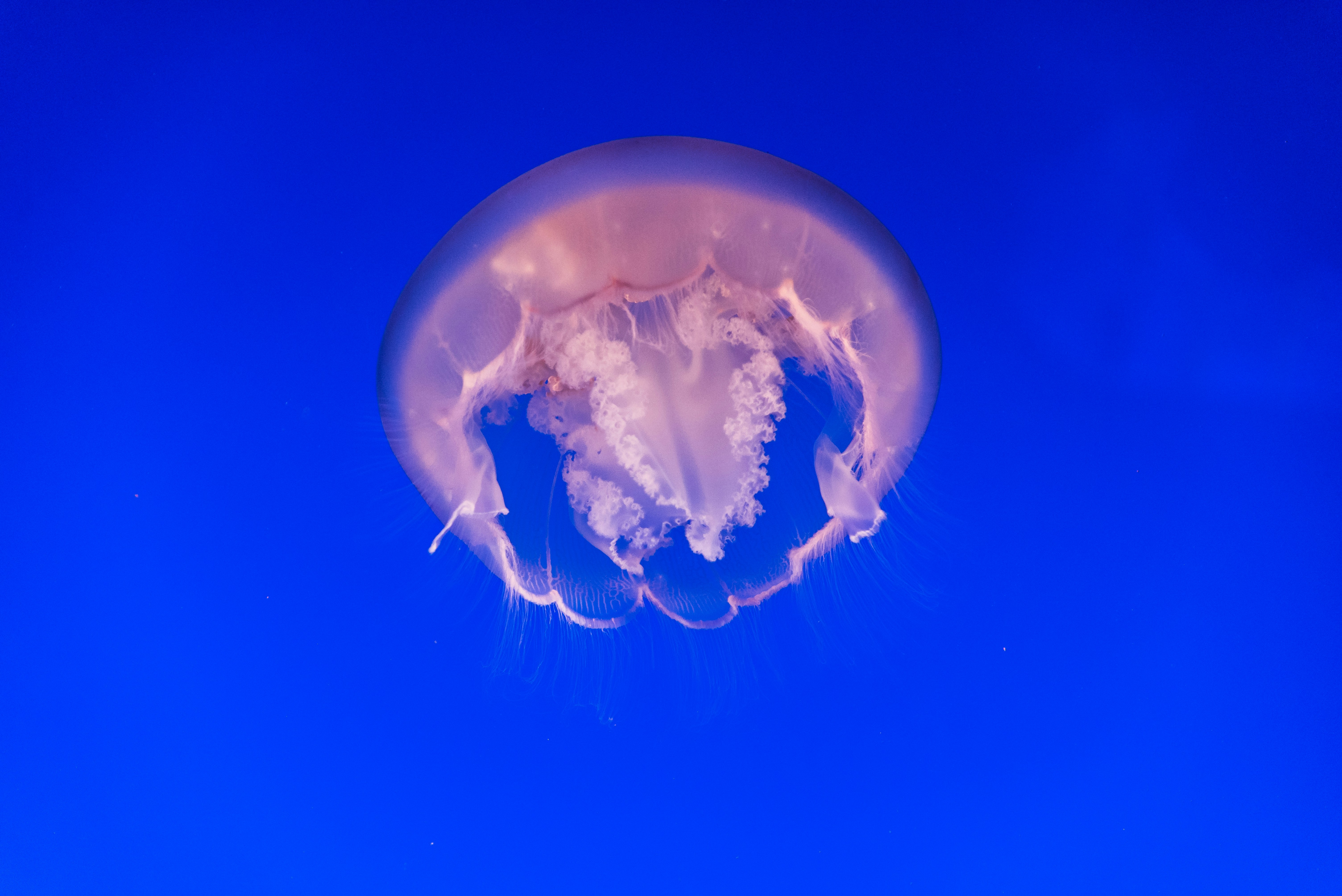 Pink Jellyfish in Blue Water