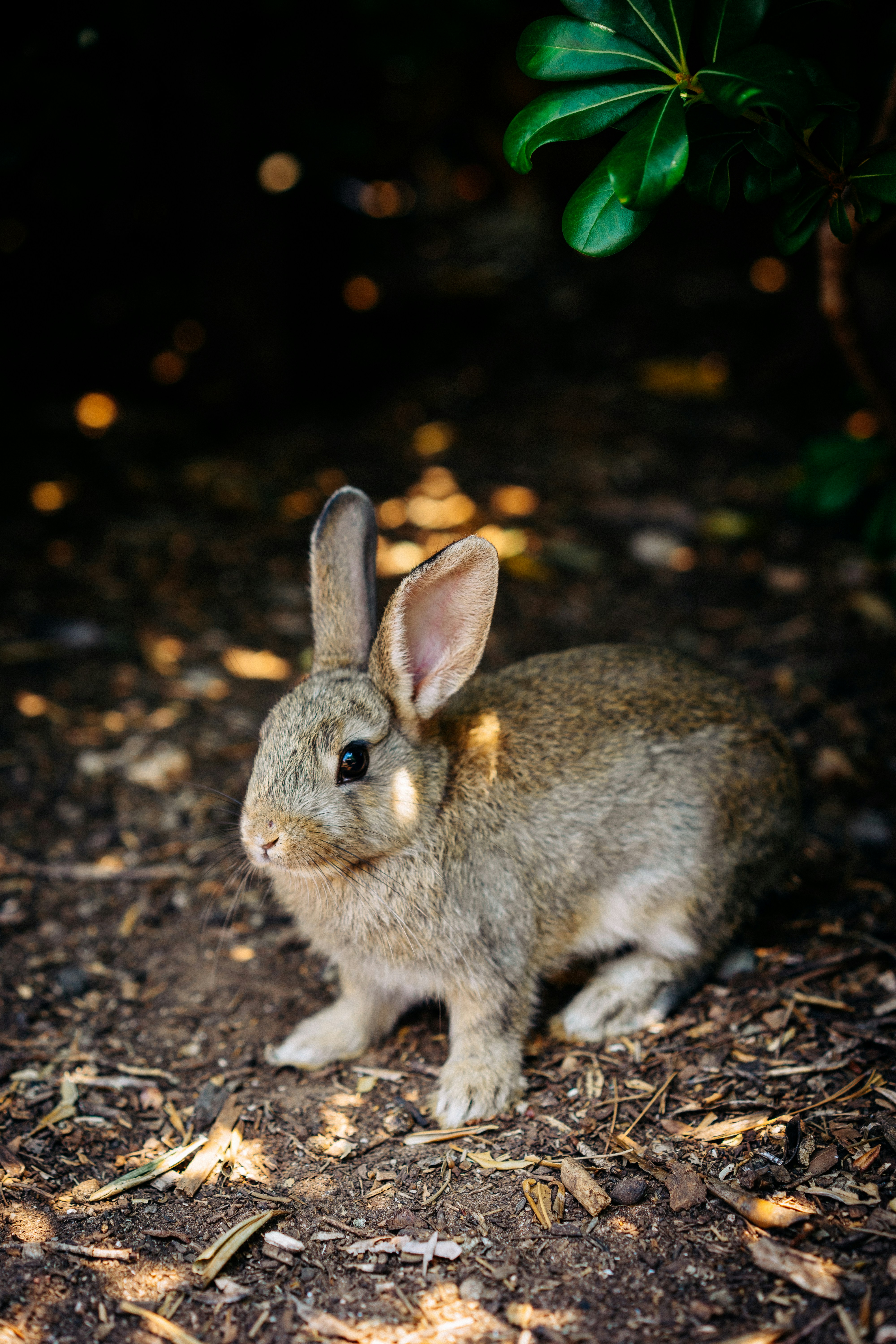 Wild Brown Rabbit on Forest Ground