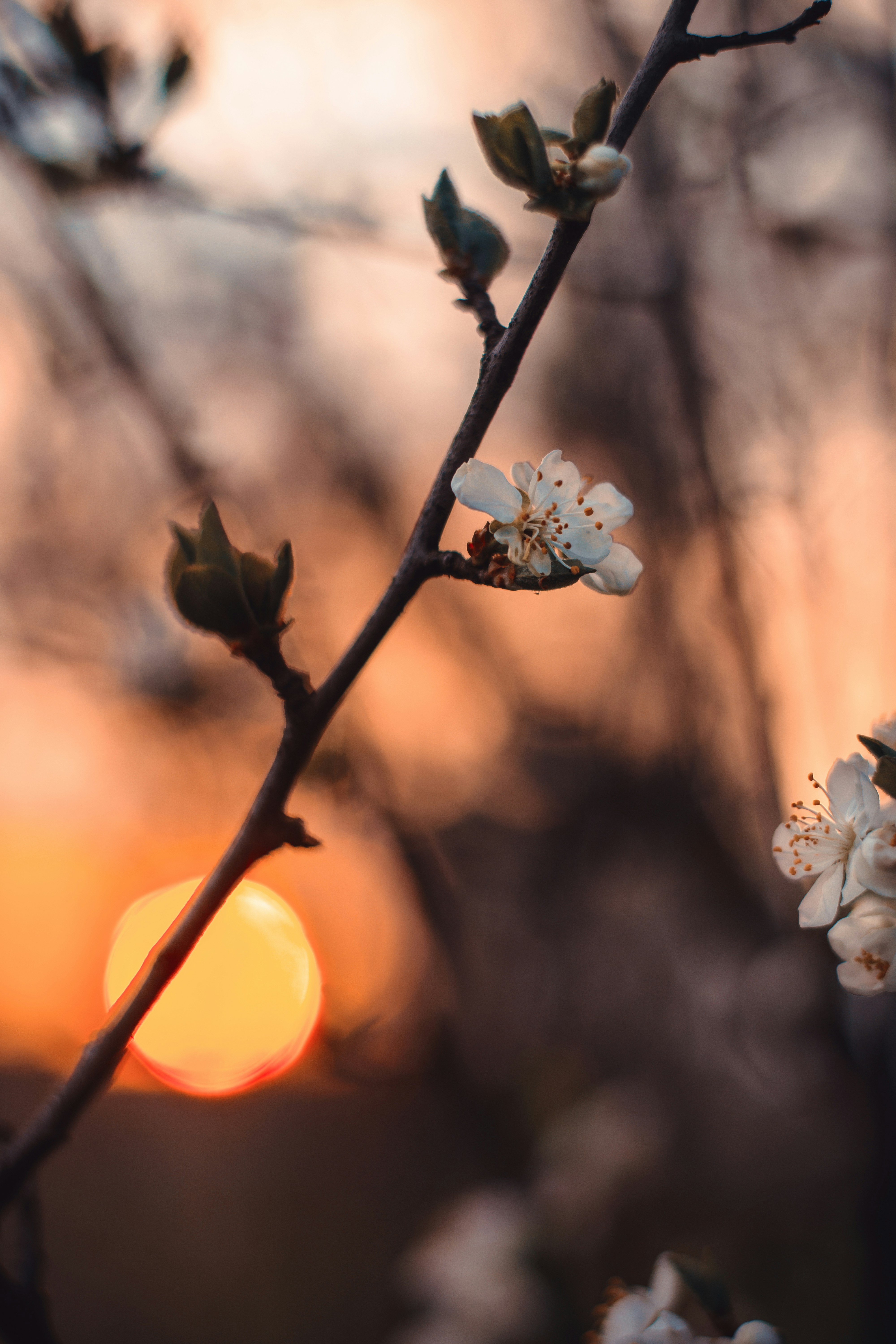 Spring Blossoms at Sunset