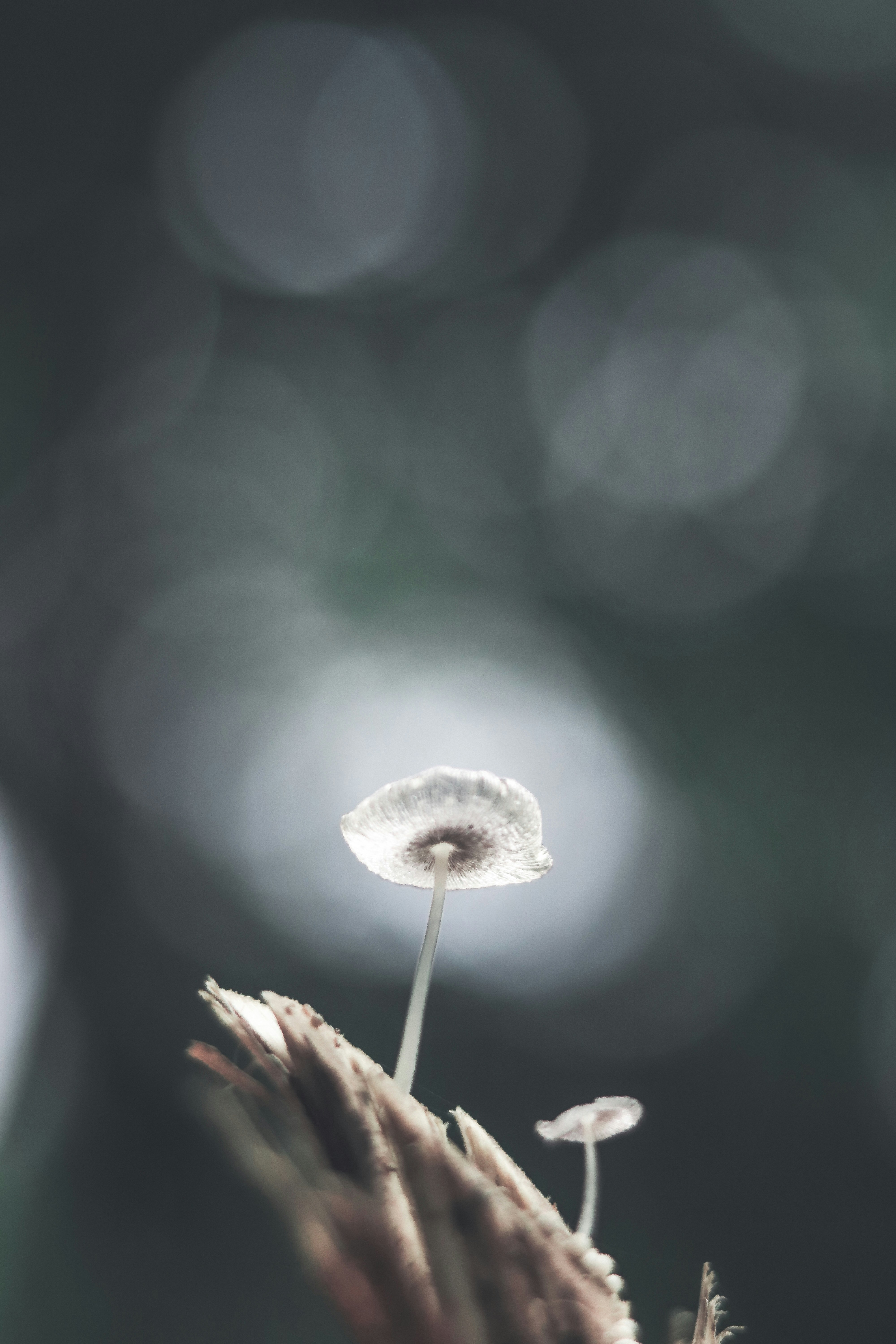 Small Wild Mushrooms on Dead Wood