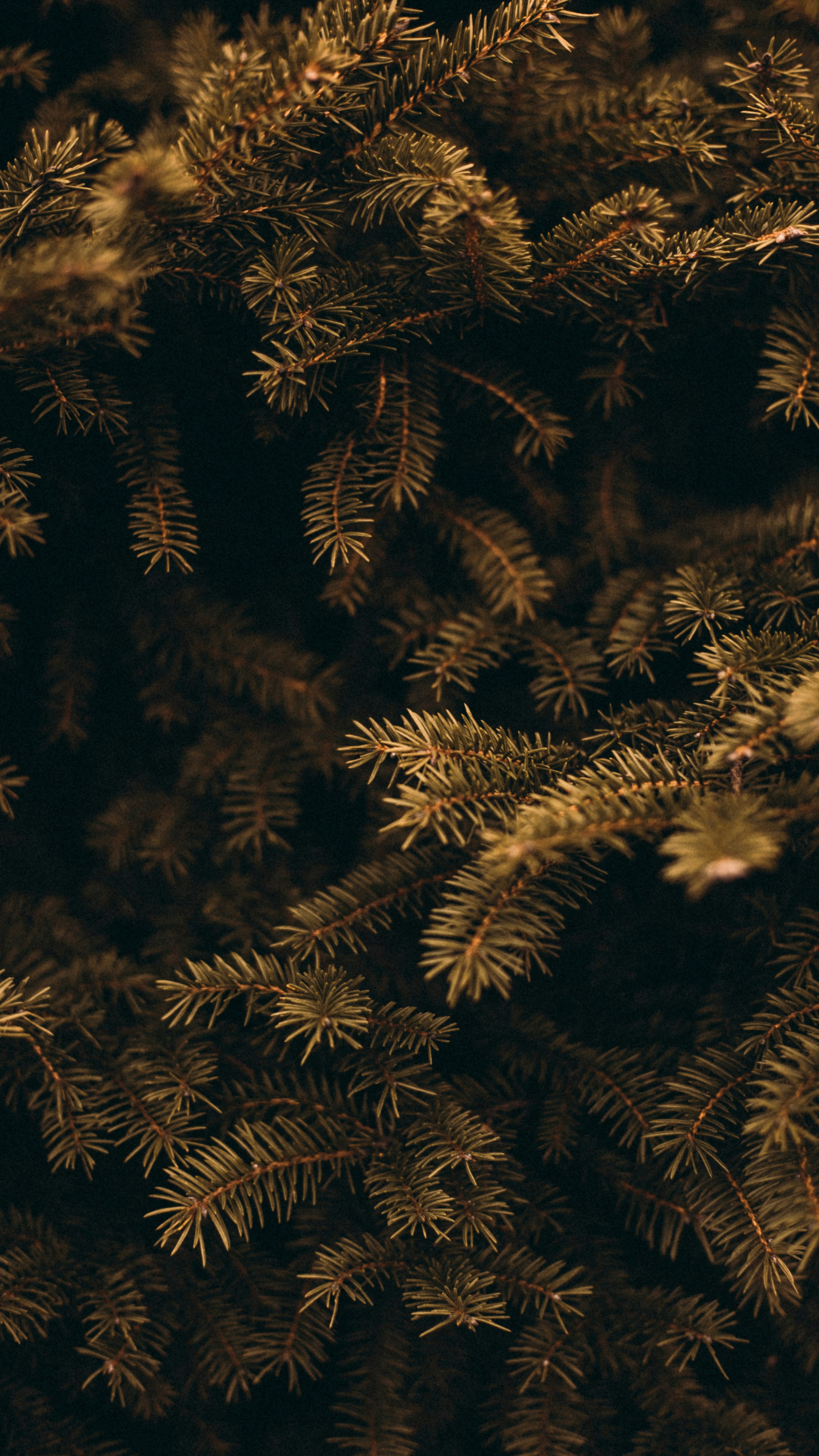 Close Up of Pine Tree Branches