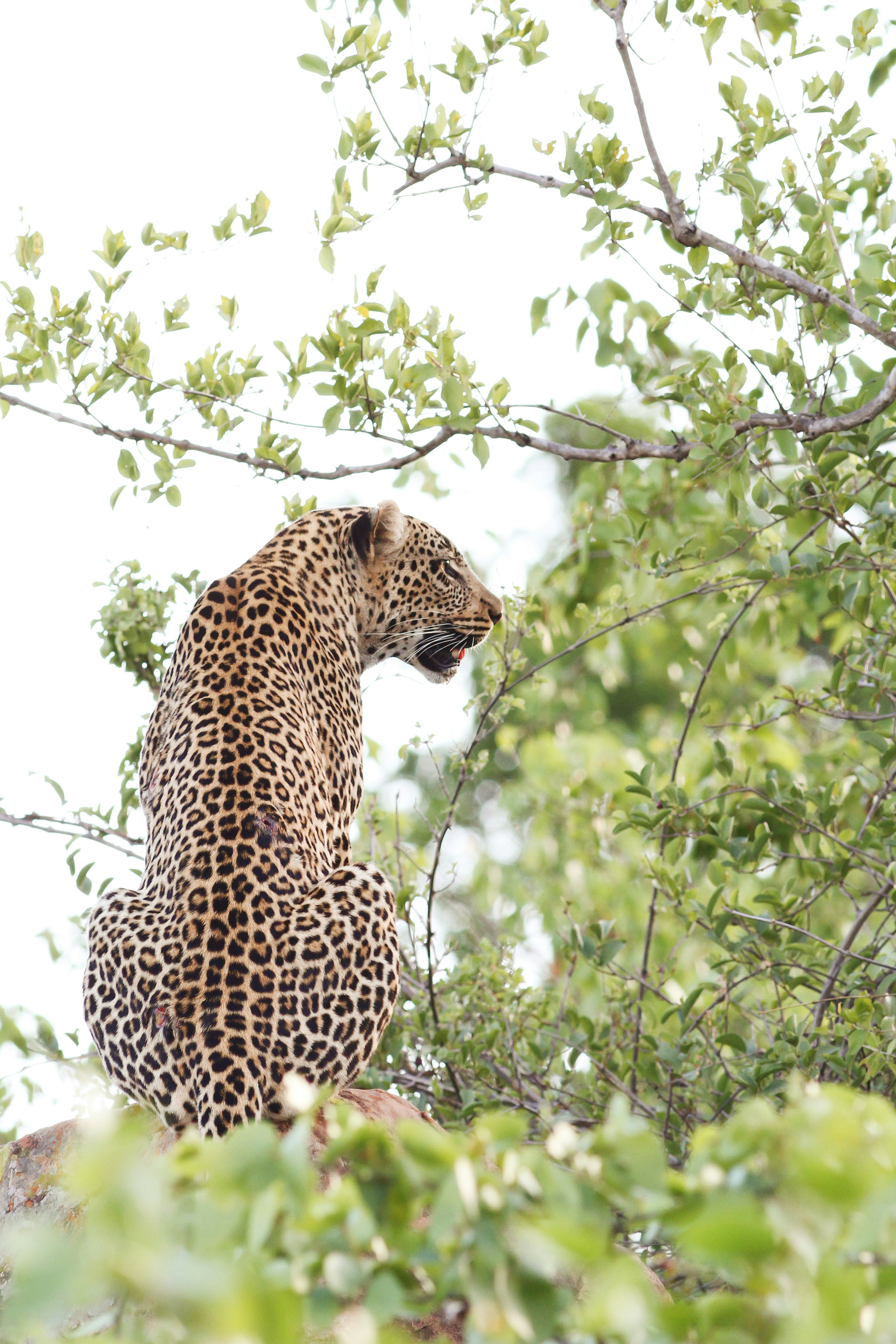 Leopard Resting in Tree