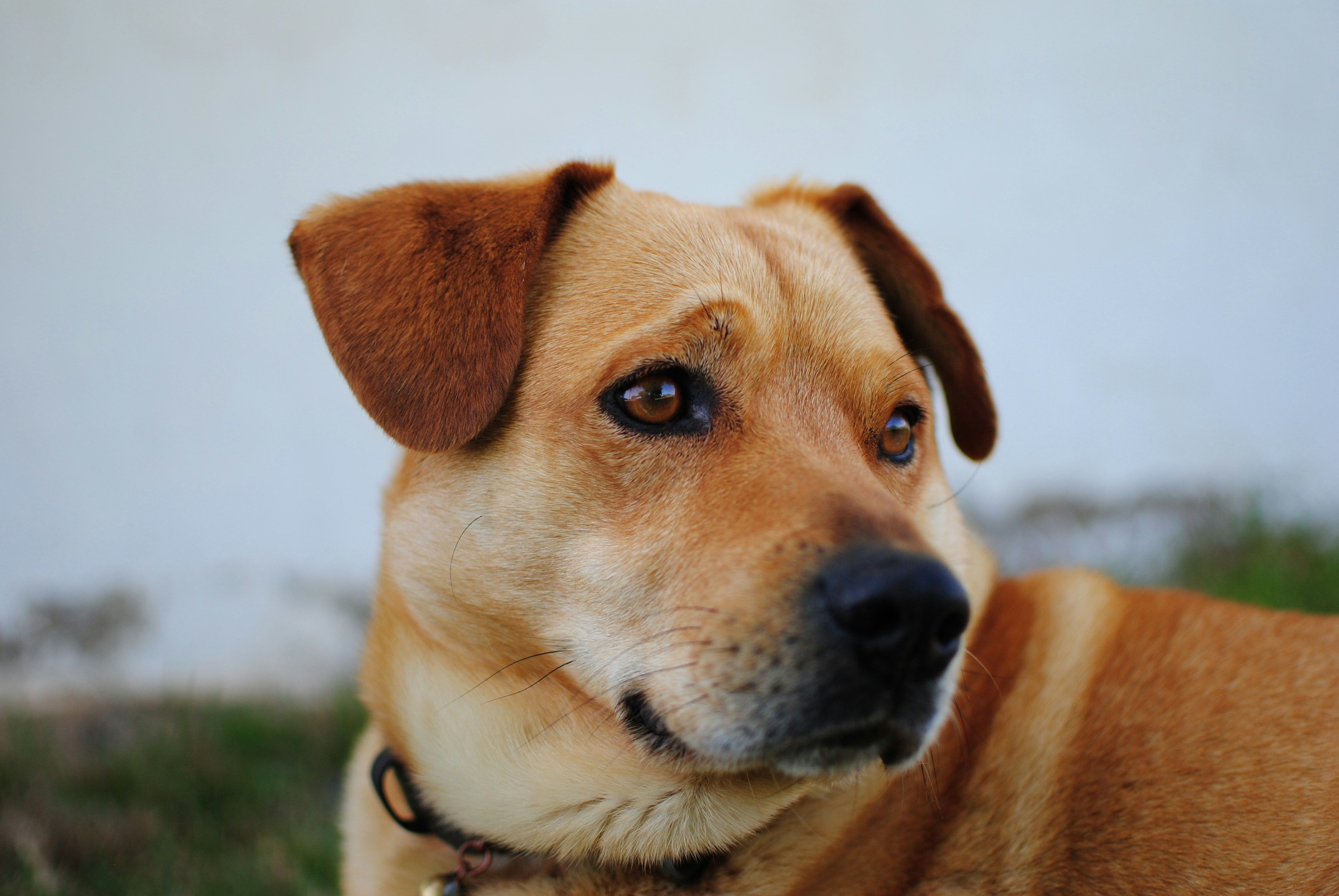Portrait of a Tan Dog