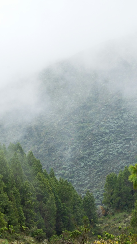 Foggy Mountain Forest