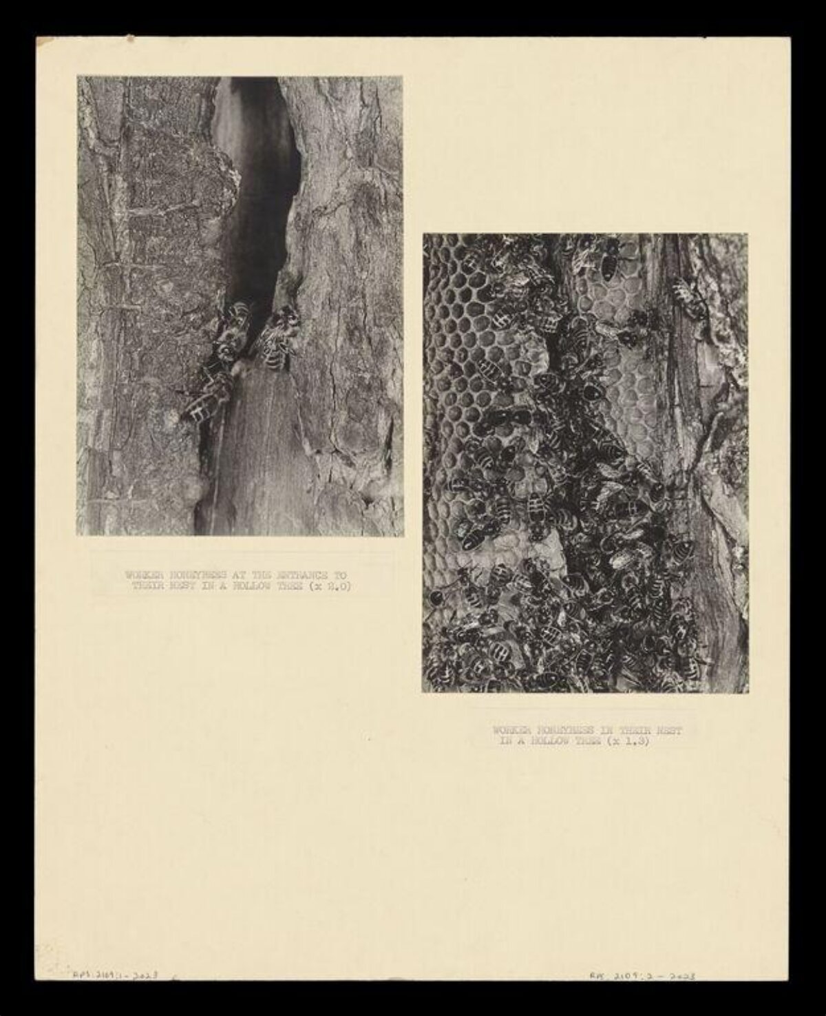 Worker Honeybees in Hollow Tree Nest